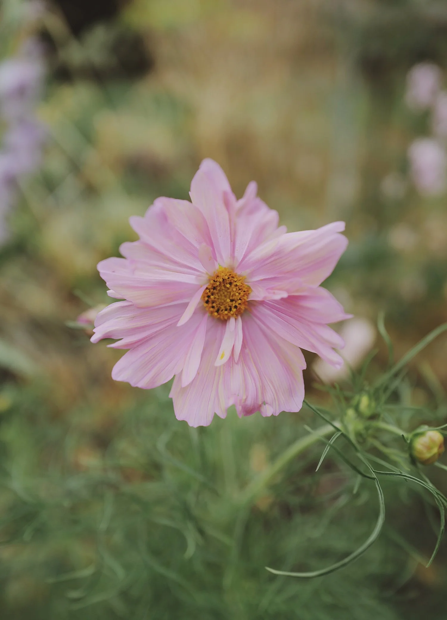 Cosmos 'Apricotta' — ALMA | PROUST