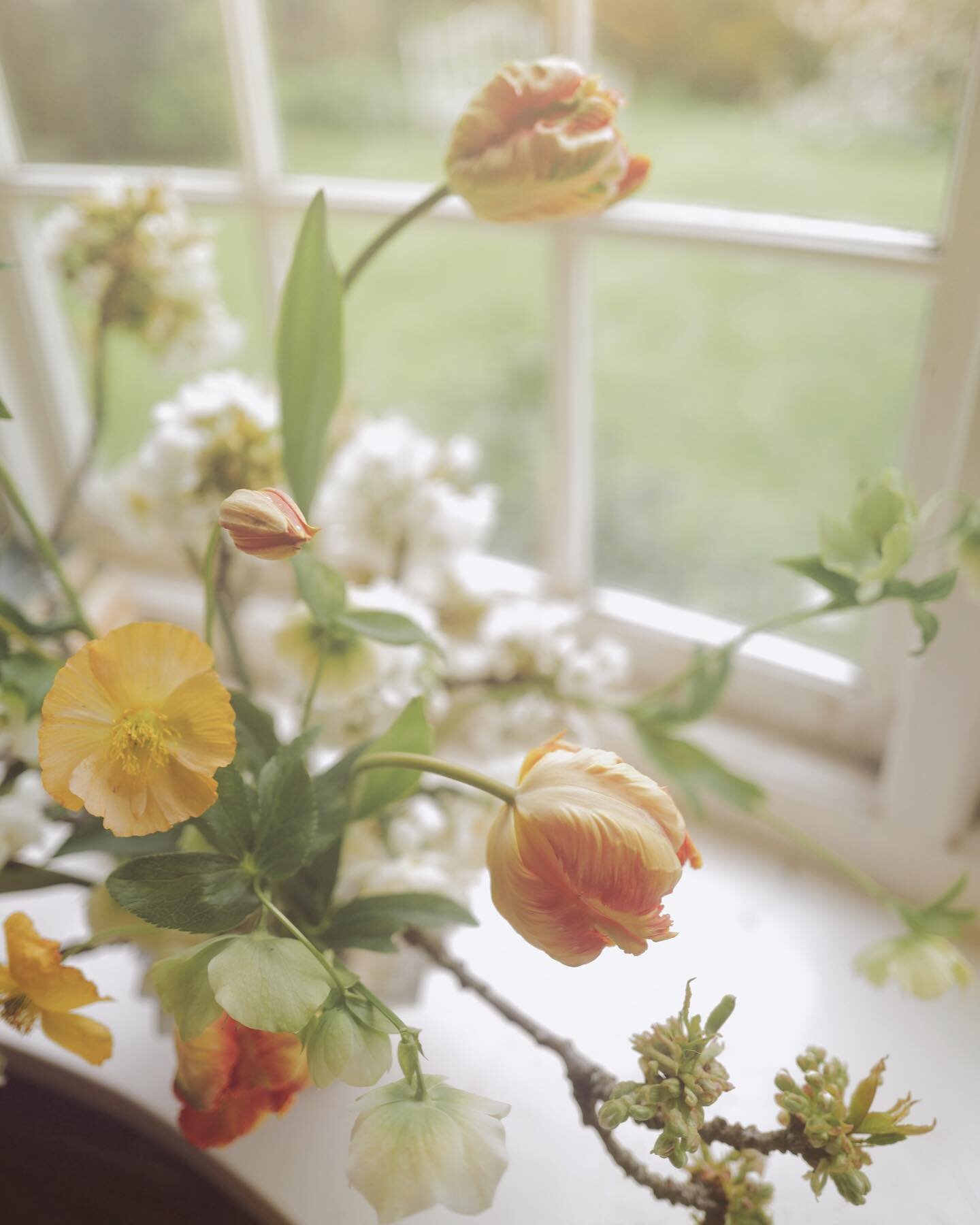 Windowsill Wednesday. On a Thursday- because life. The frills and skirts of spring can&rsquo;t be dampened by the rain and the sunniest of petals bring the shine instead. 
.
Bowl- Str&ouml;mshaga
Mechanics - pin frog

Cherry blossom 
Hellebores
Icela