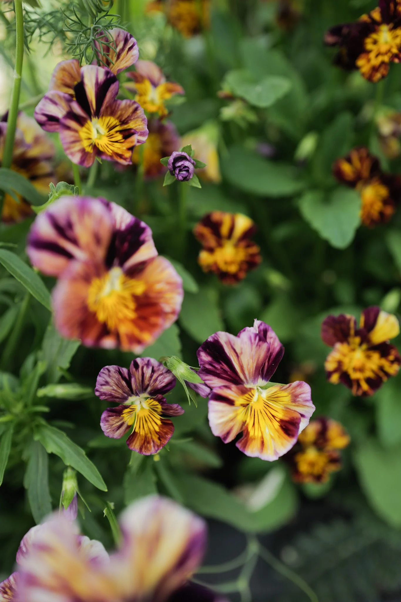 Sweet Pea Kings Ransom ALMA PROUST sweet-pea-kings-ransom-alma-proust