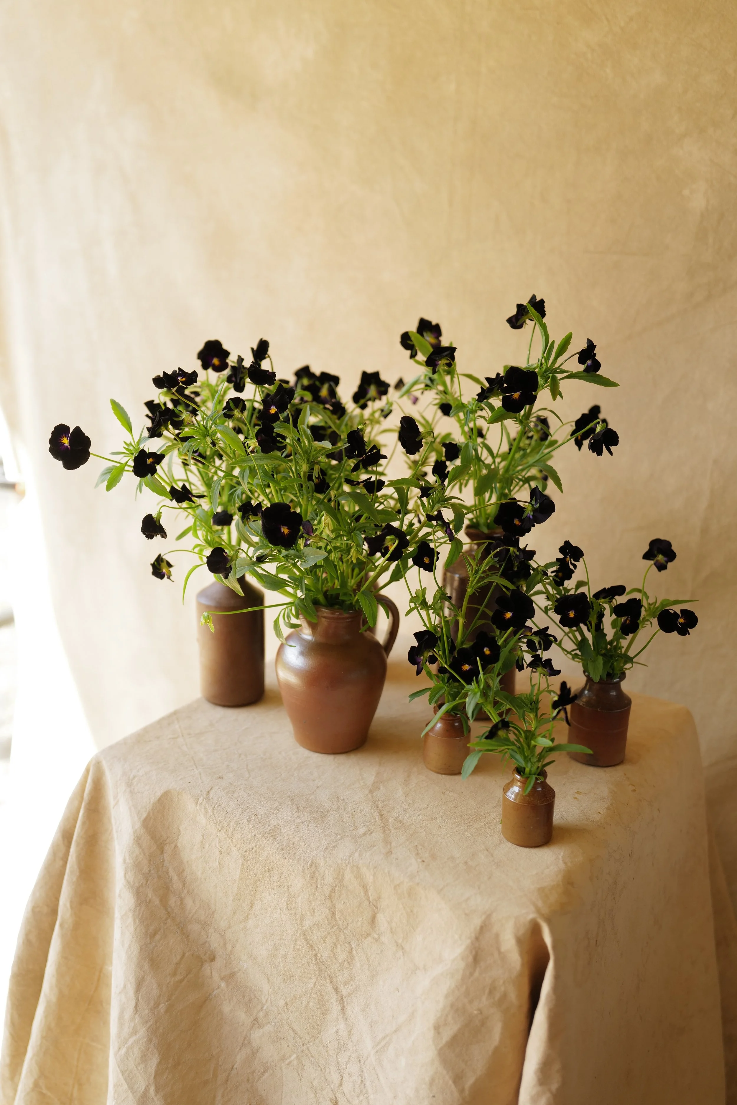 Viola 'Back to Black'