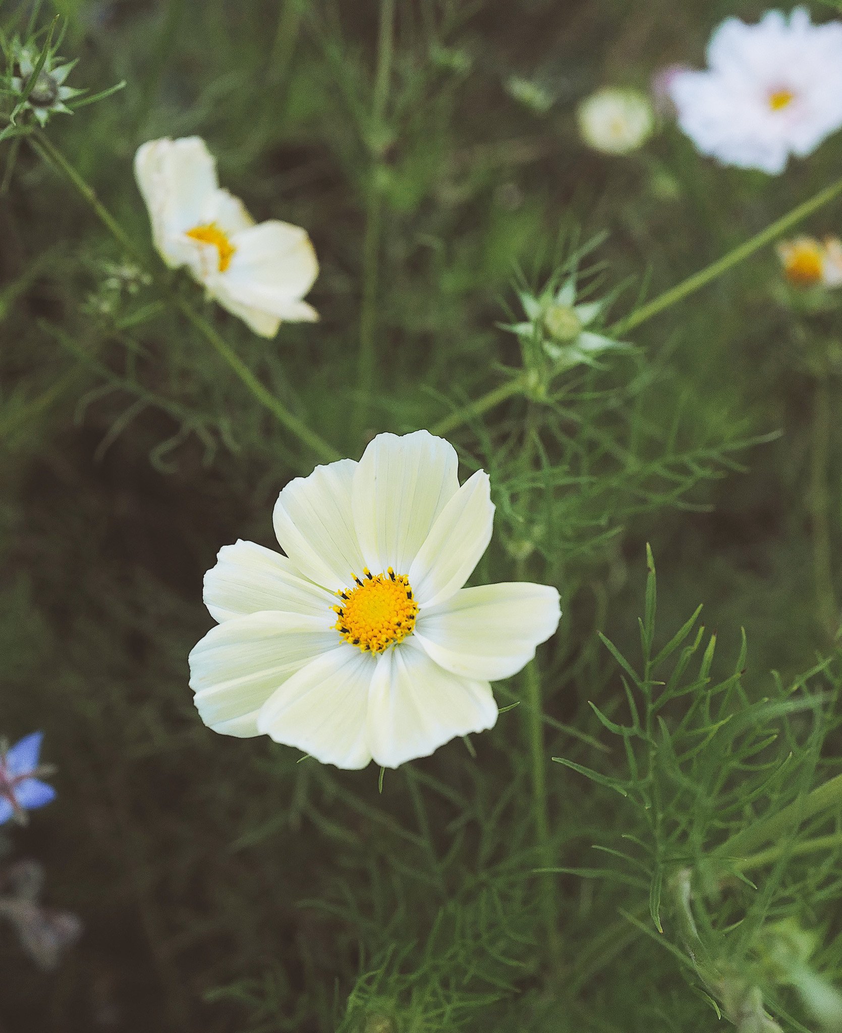 cosmos xanthos.jpg