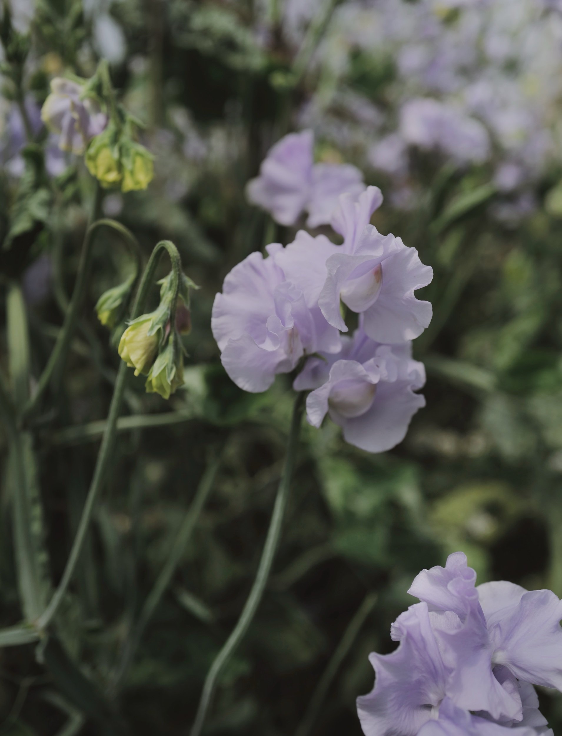 A23FD312-E4D3-49C2-B601-DC0CC575005D.jpeg