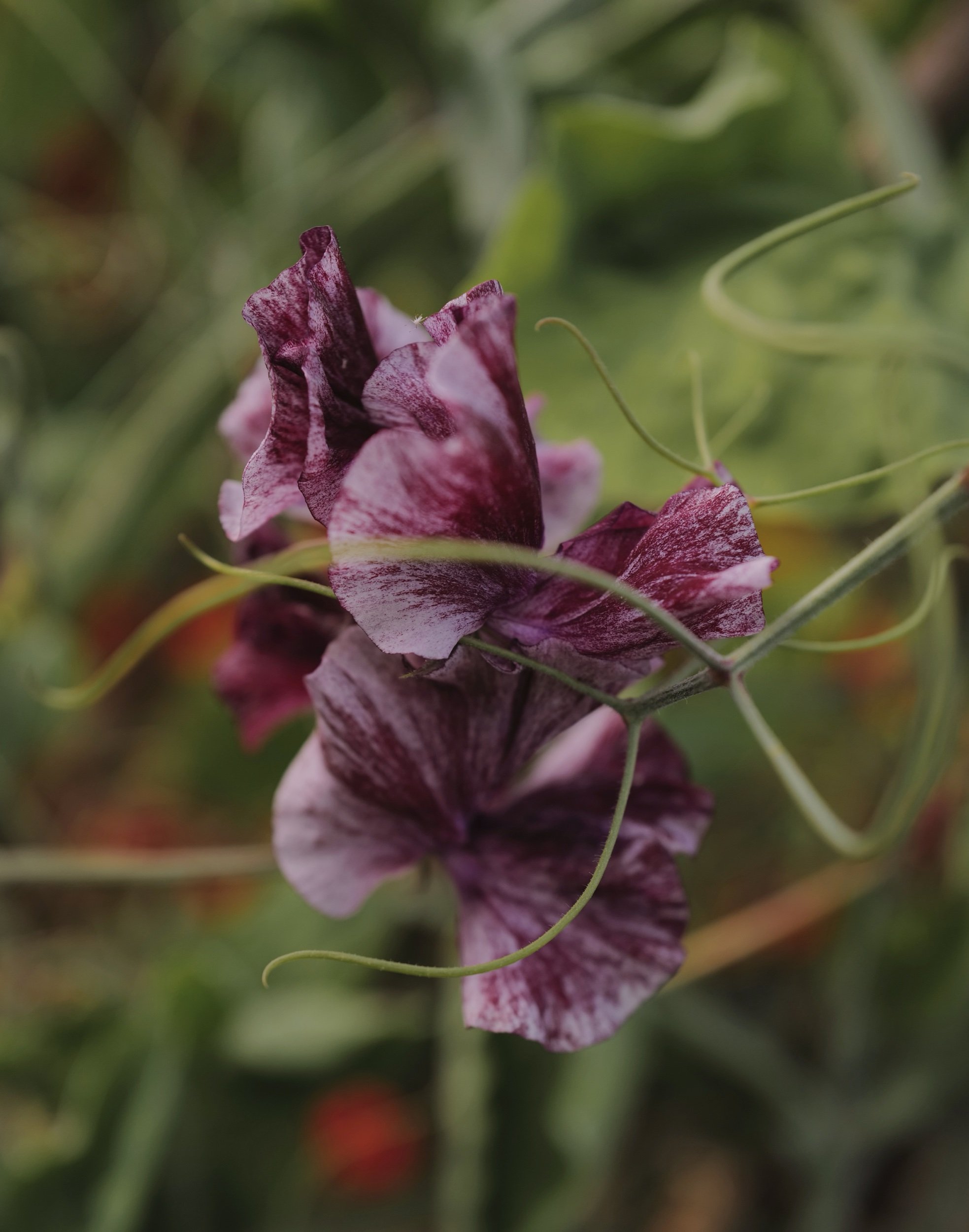 C3D0C94B-1C50-4AB3-B38F-6753E9CB7DC2.jpeg