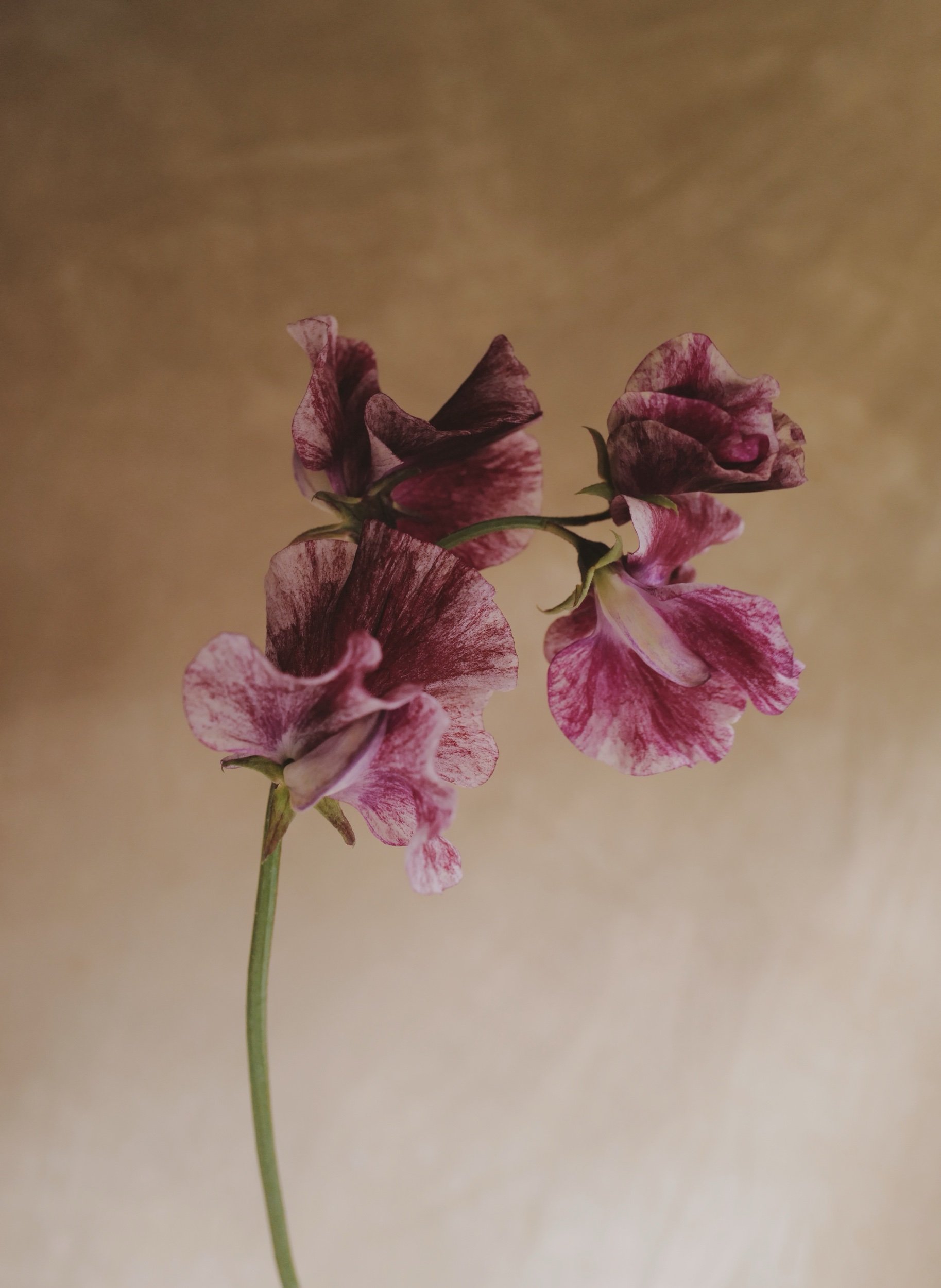 Theia Bella Sweet Pea Flake Specialty UK English Sweetpeas