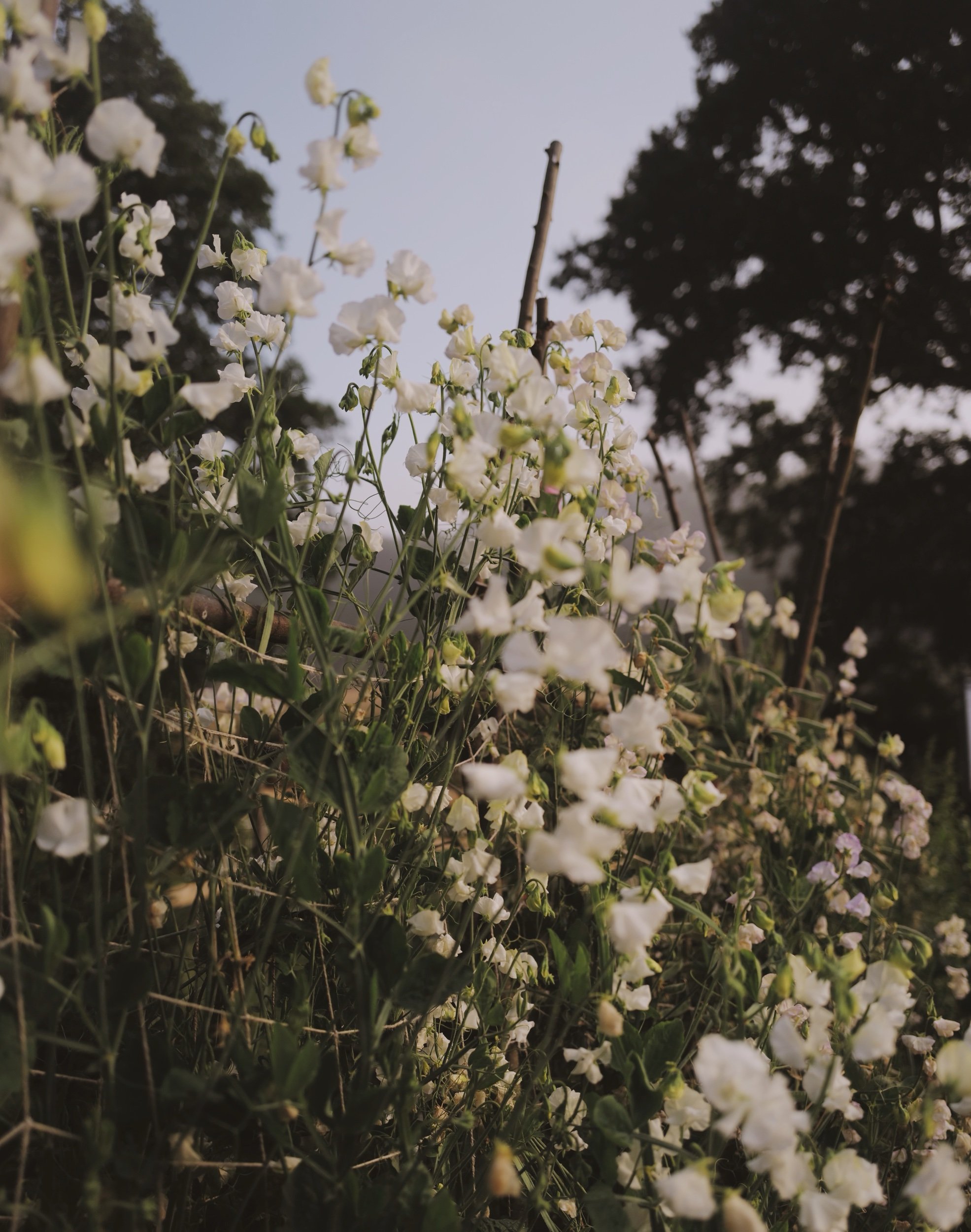 5B38534B-119A-4D07-972F-F7045CCACA2A.jpeg