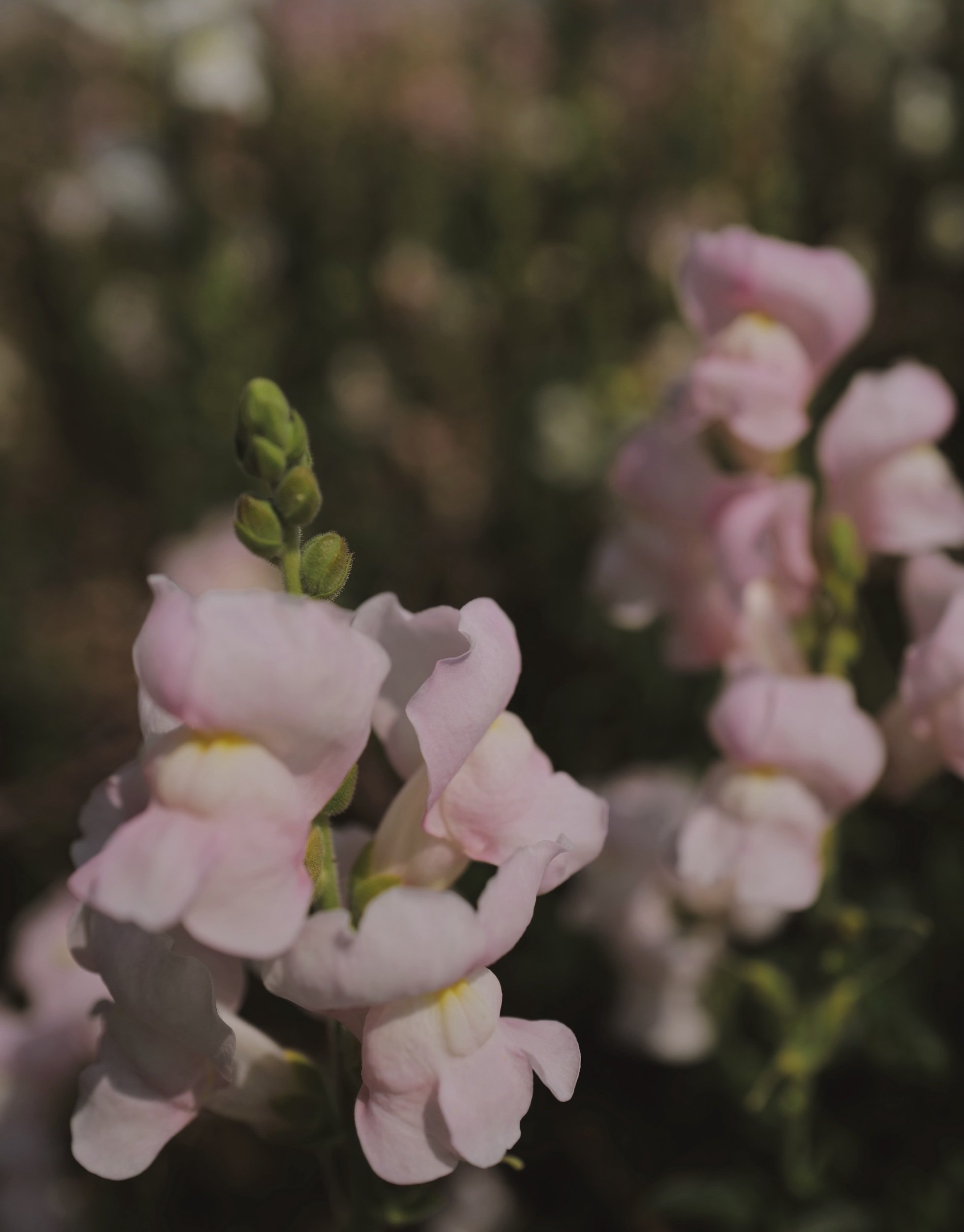 C252CE4A-199A-439F-9B9B-CF6A2549B4CC.jpeg
