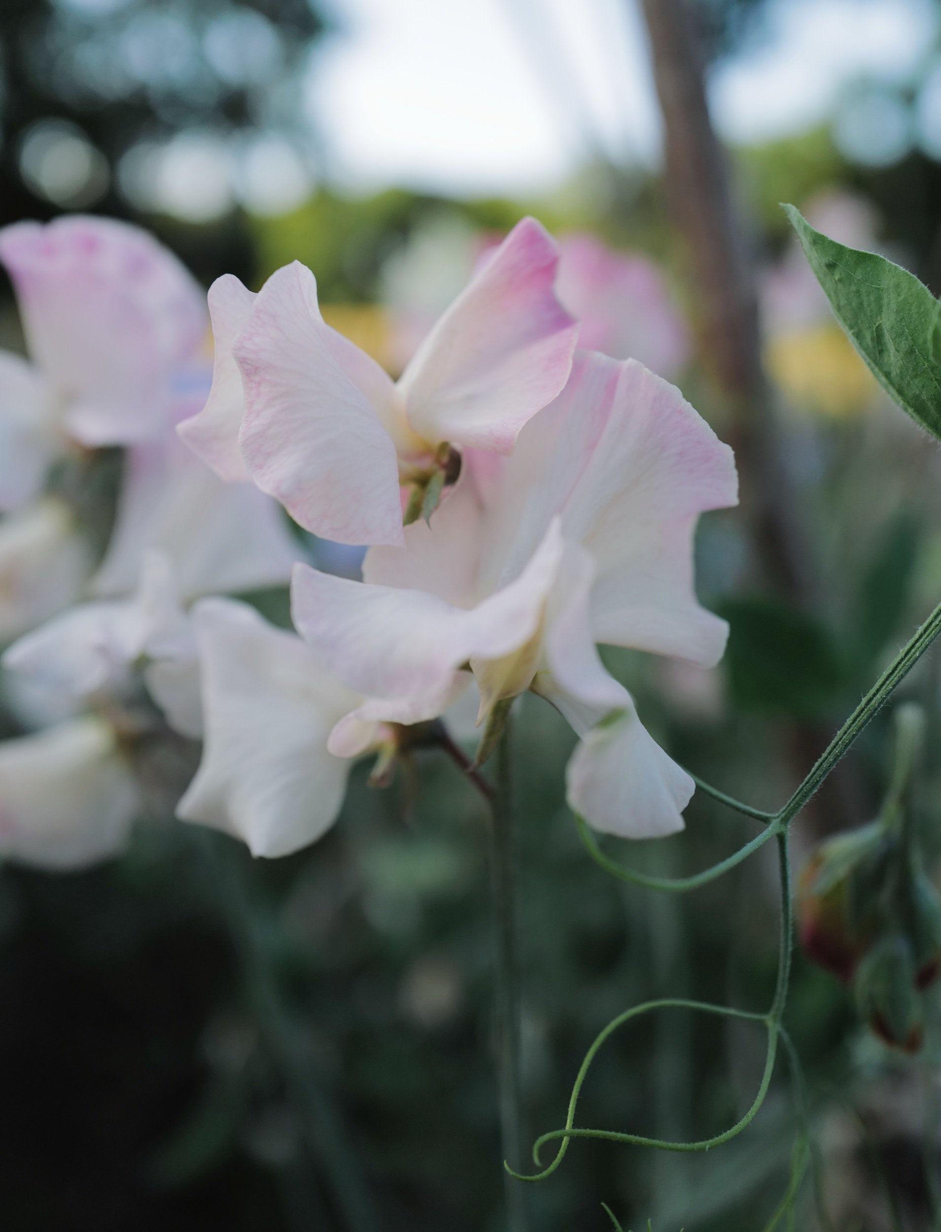 E031EA4B-BF93-483F-8F14-A3631ED56A31.jpeg