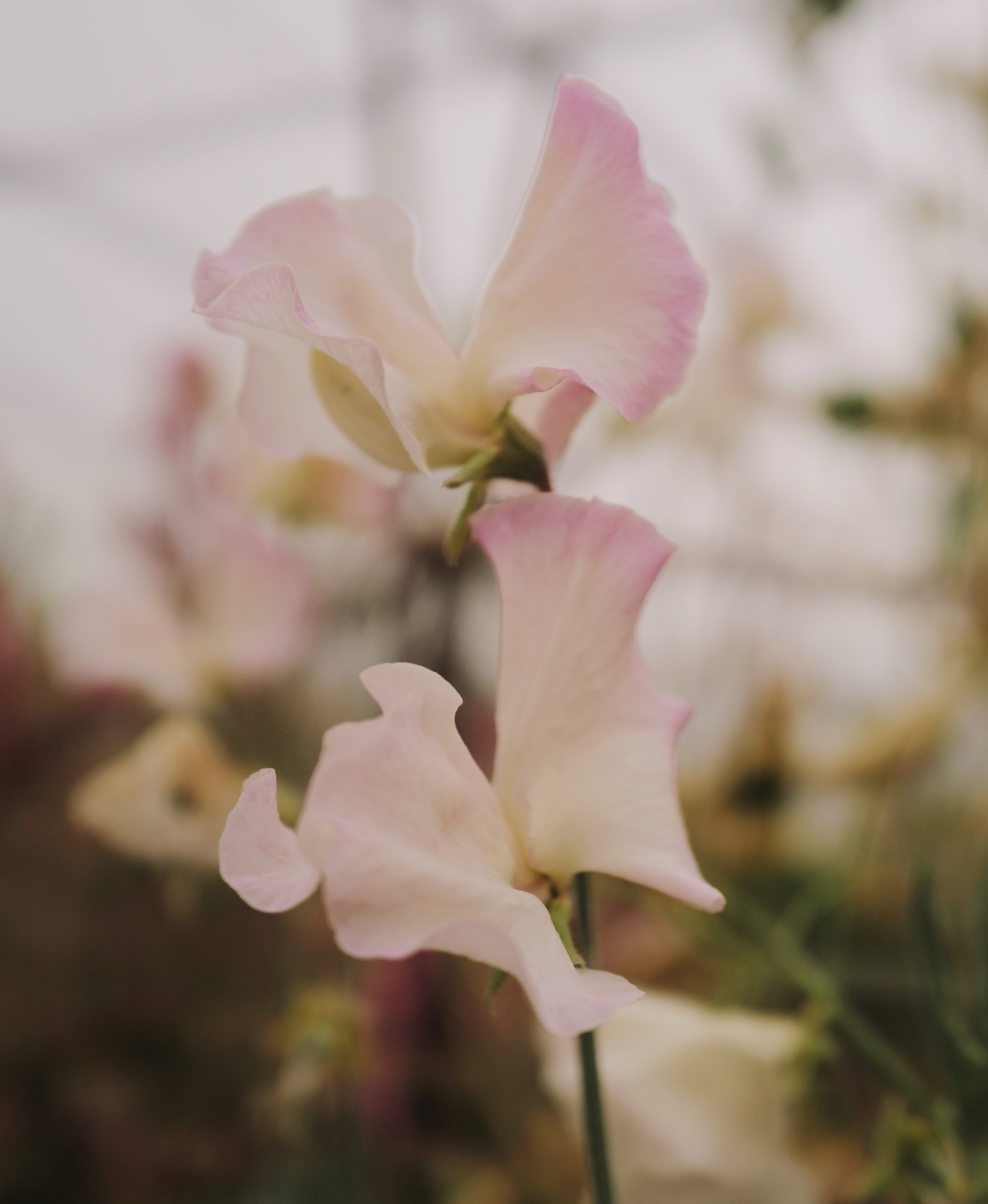 36726E95-EBB6-4ADE-B91D-287F39EFCE70.jpeg