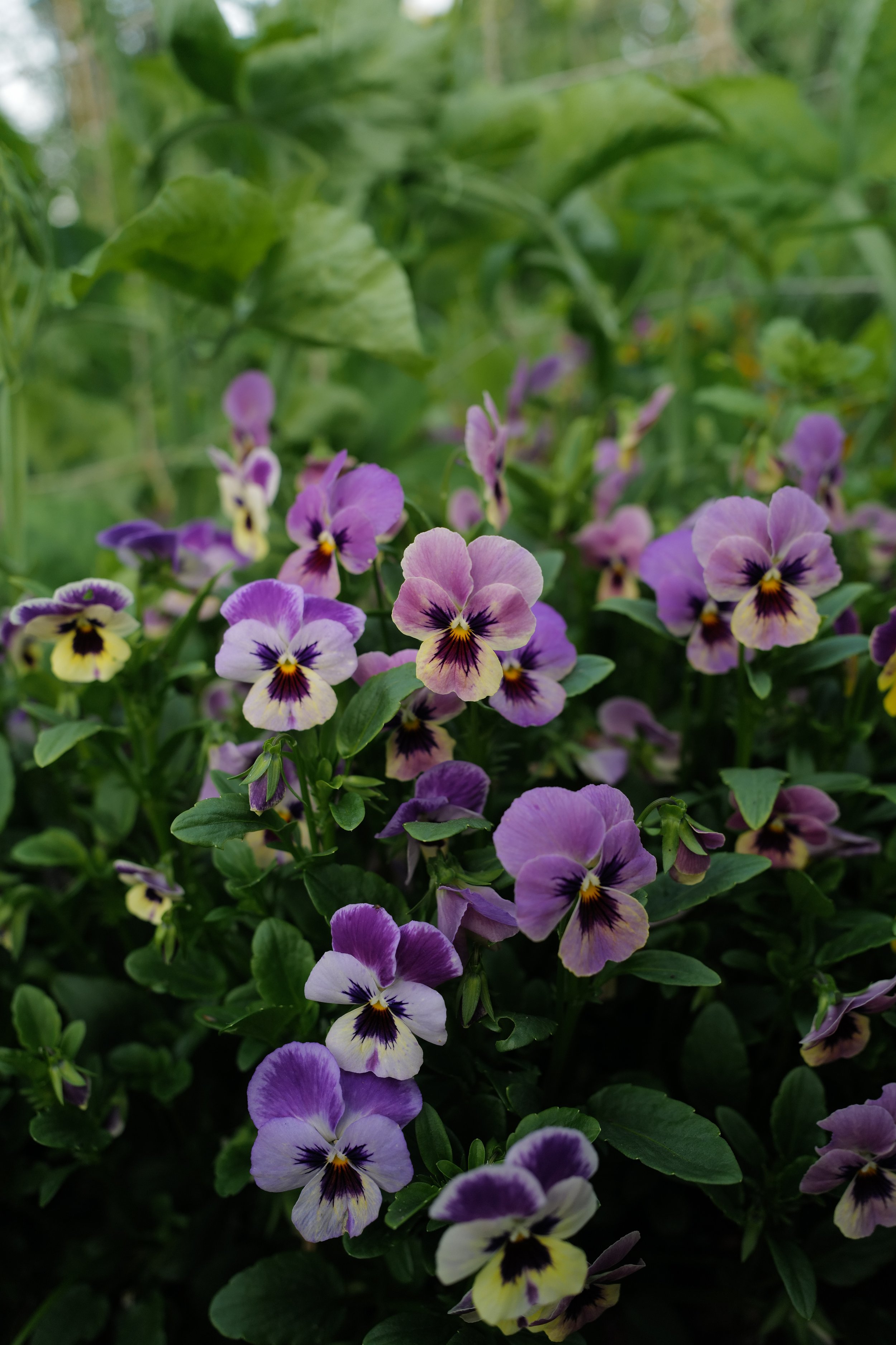 caramel pastel lilac35.JPG