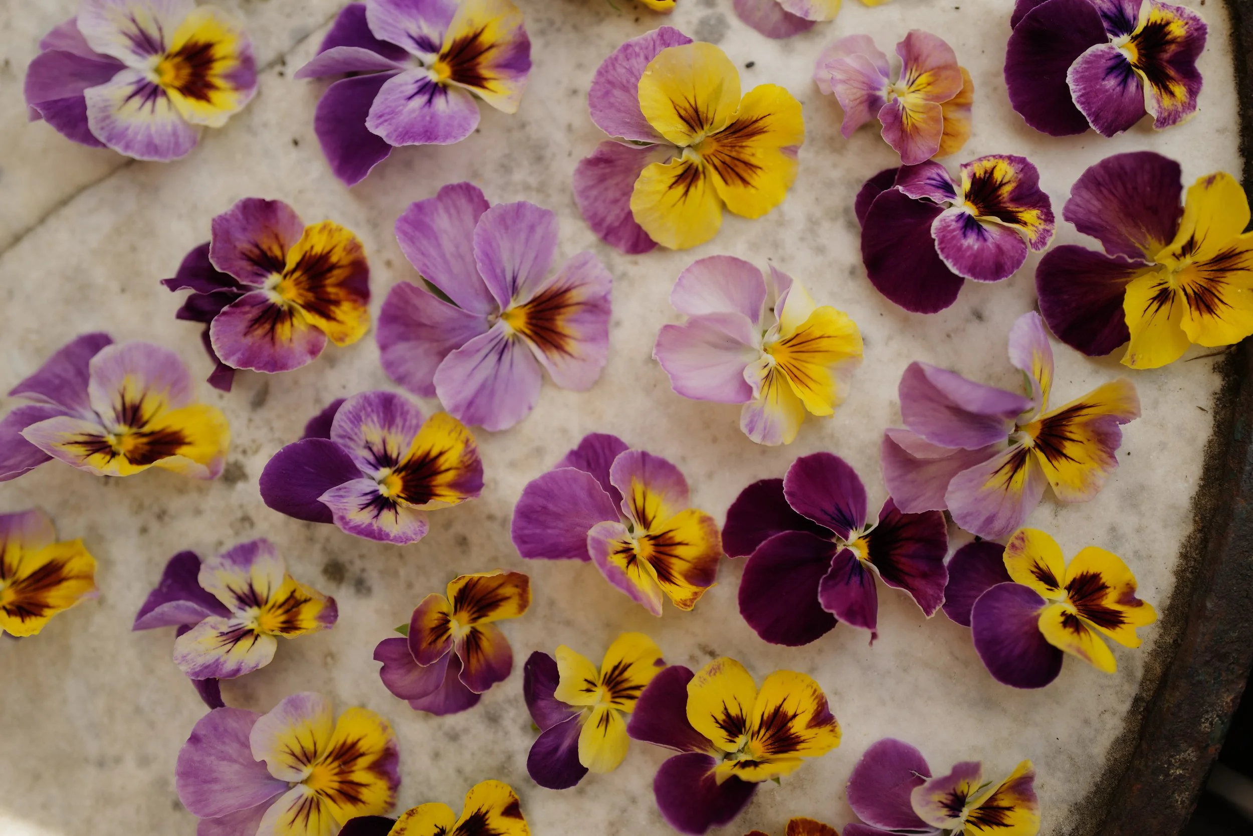 caramel pastel lilac22.JPG