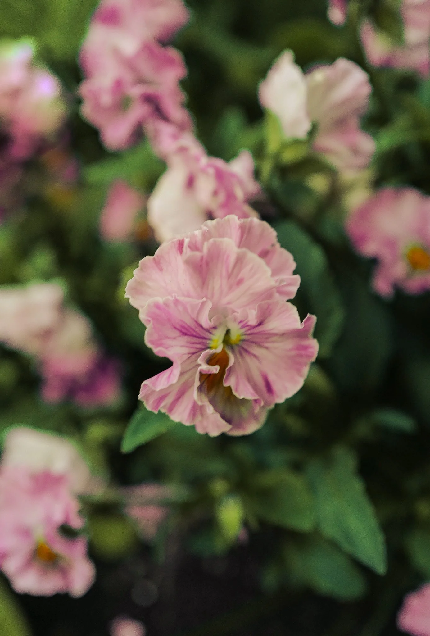 Chianti Viola Pansy8-2.jpg