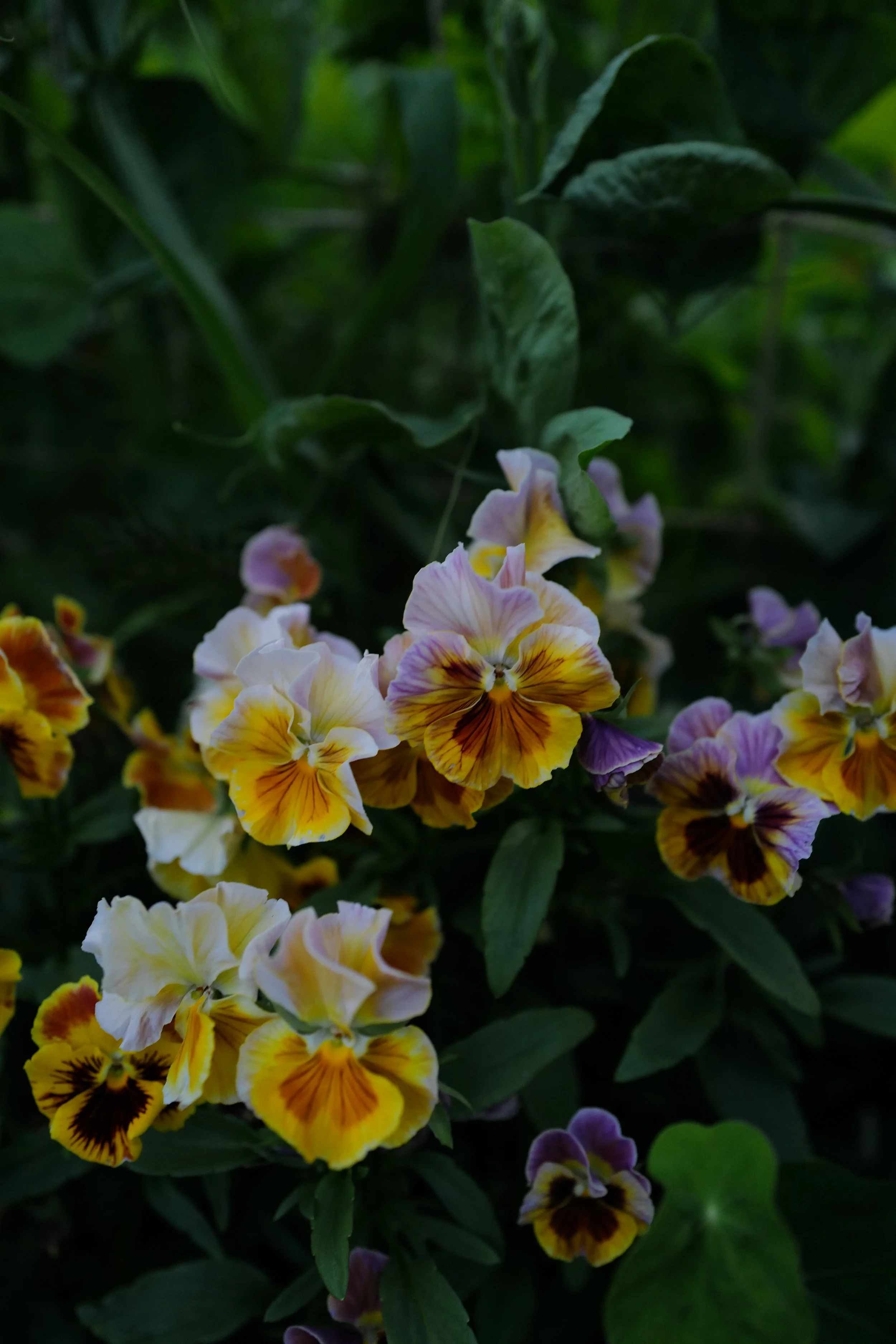 flamenco terracotta30.JPG