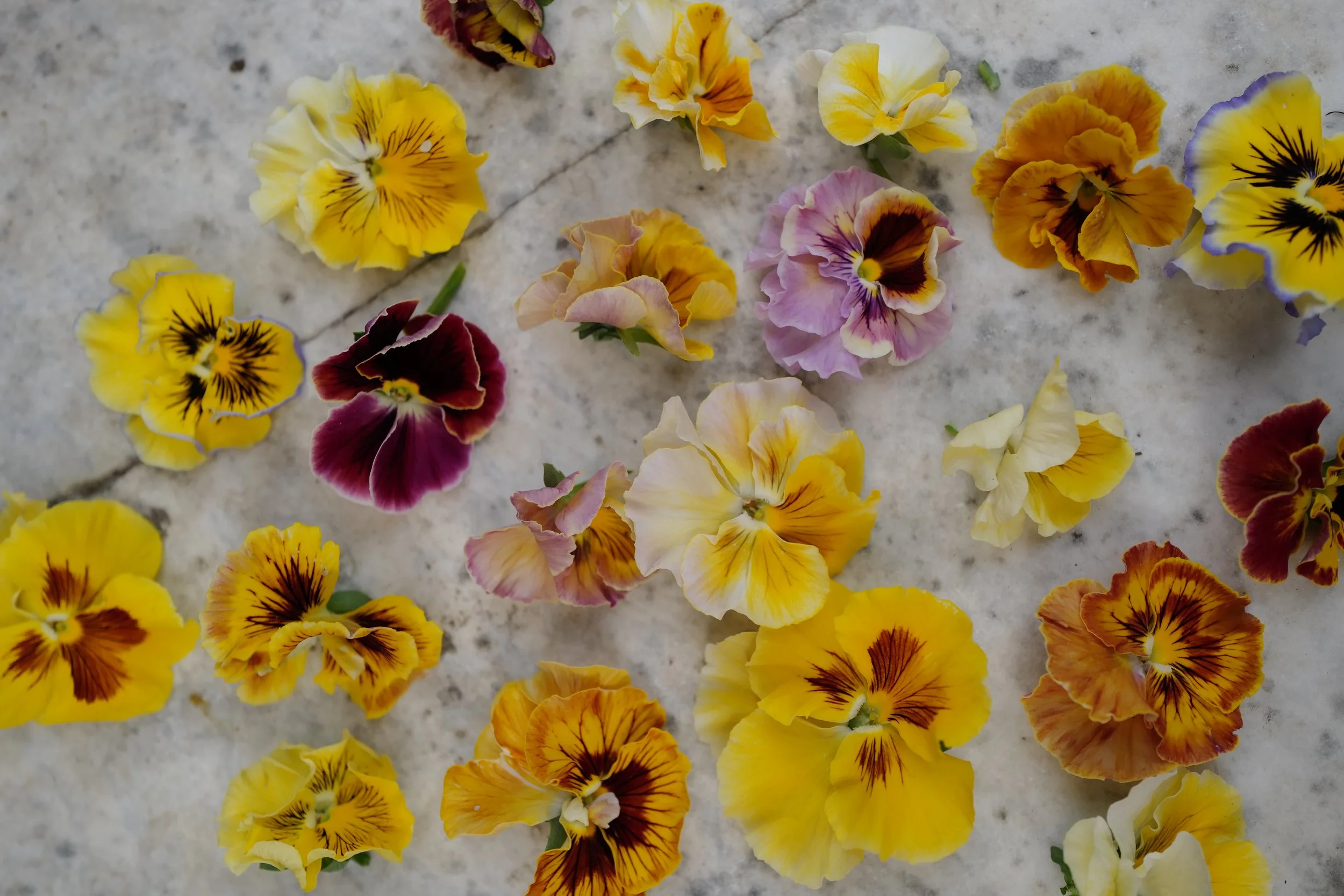 flamenco terracotta34.JPG