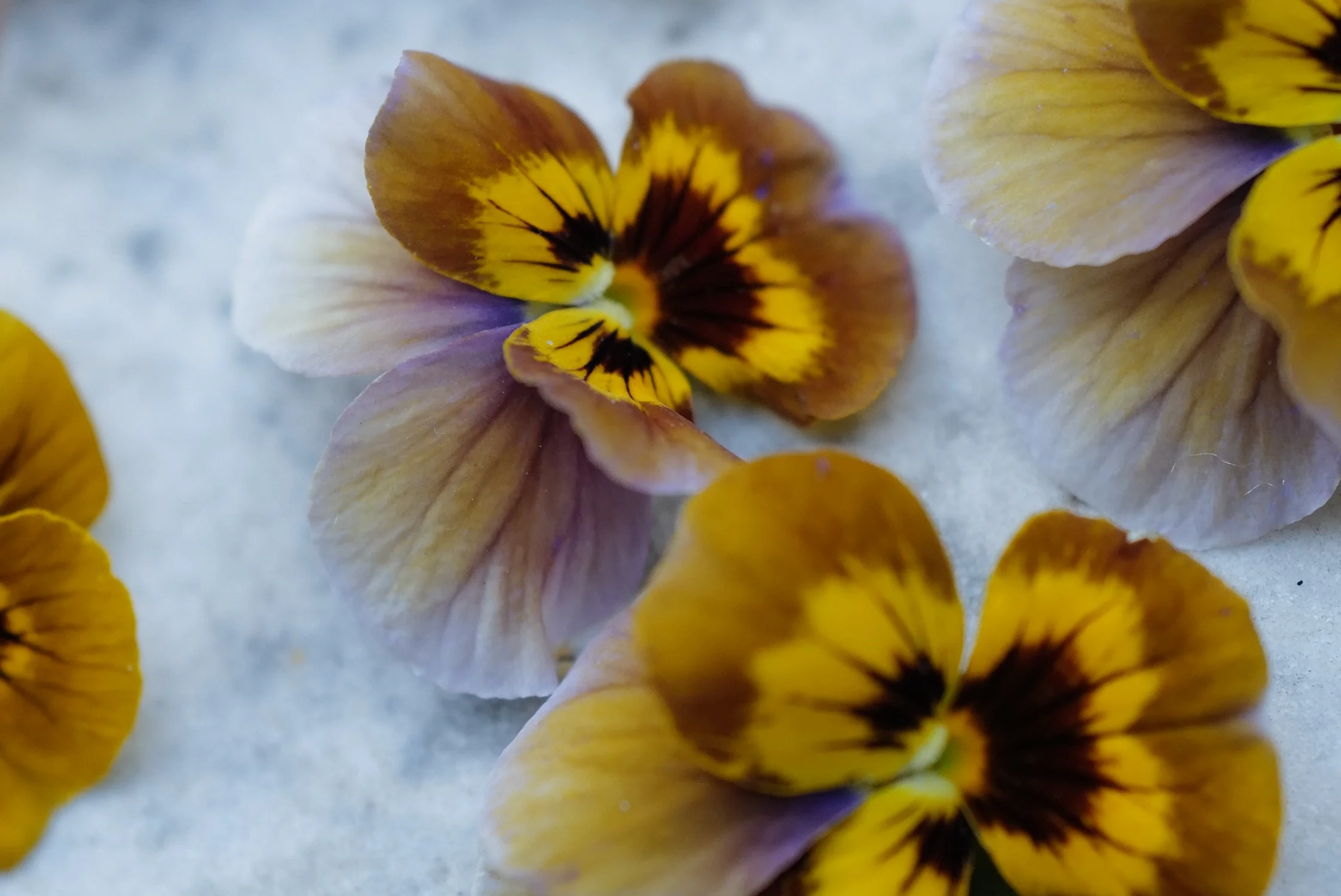 caramel bronze lilac15.JPG