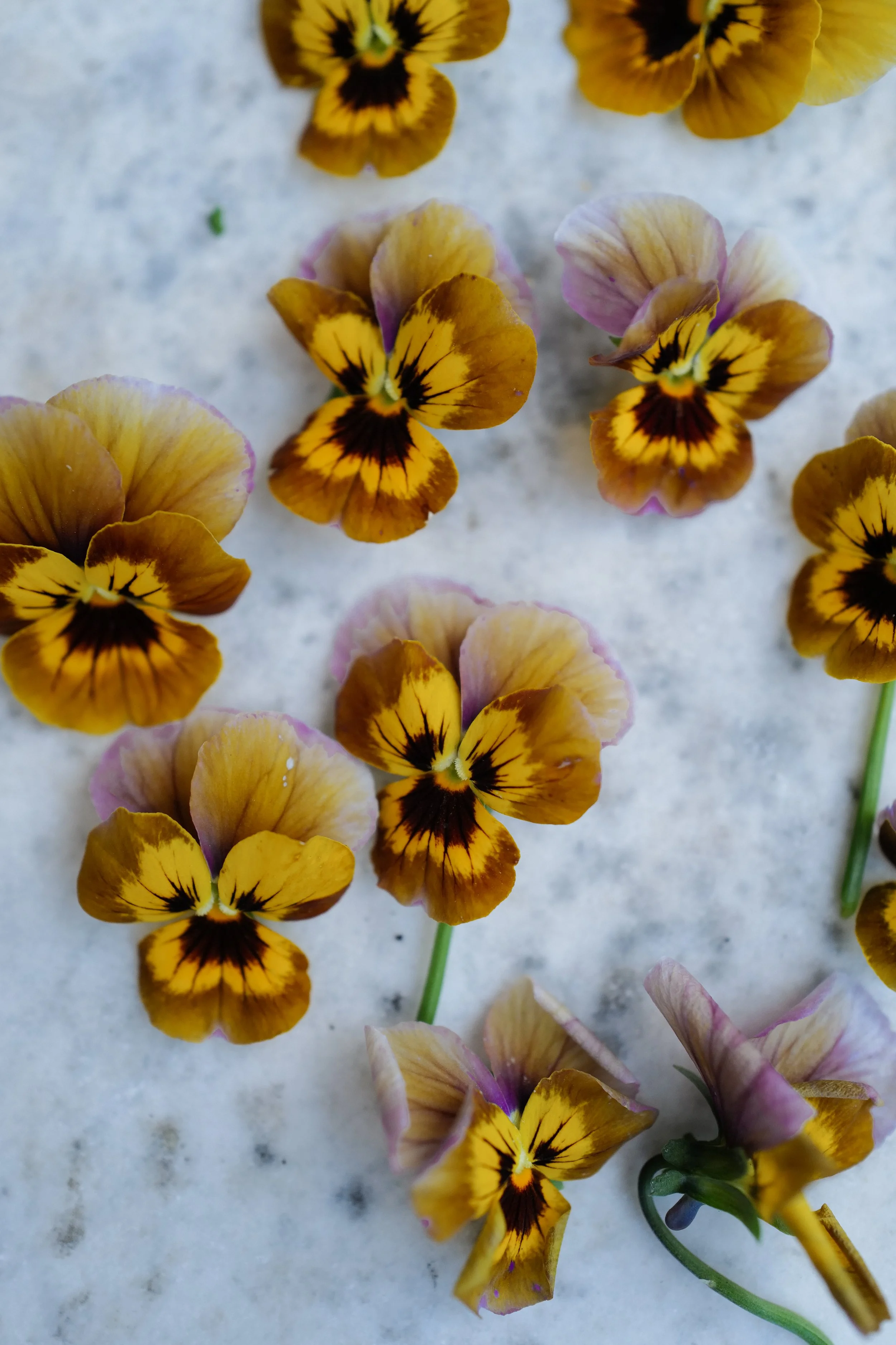 caramel bronze lilac2.jpg