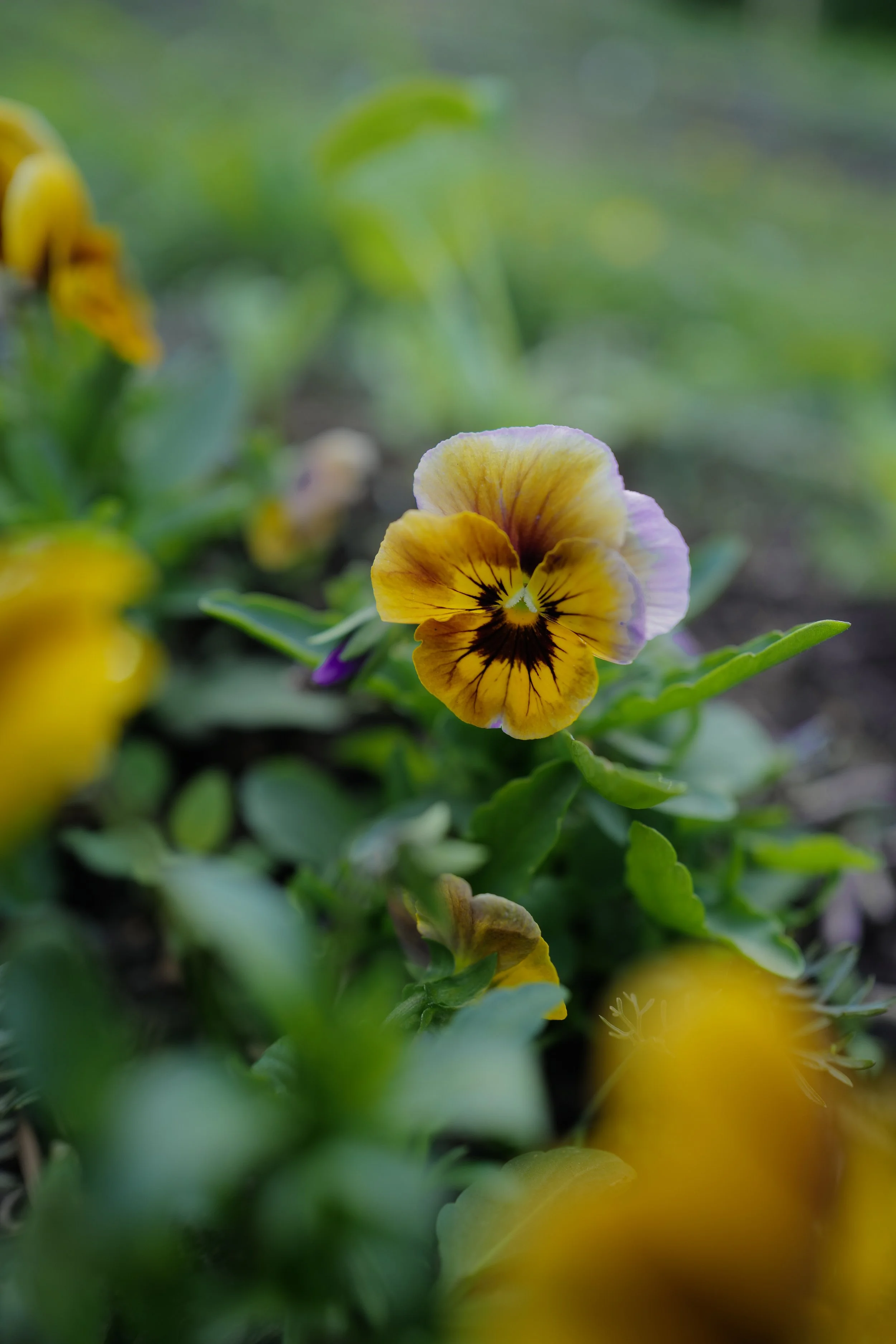 caramel bronze lilac47.jpg