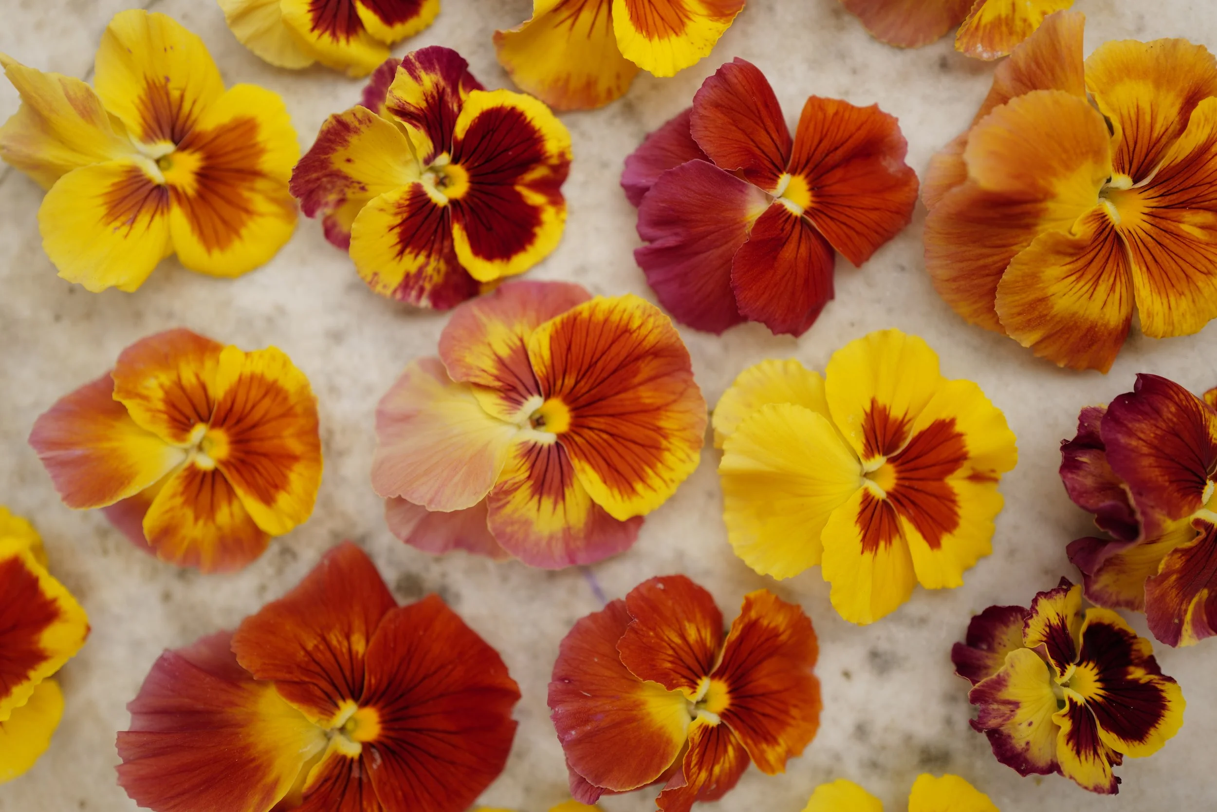 flambe red shades39.JPG