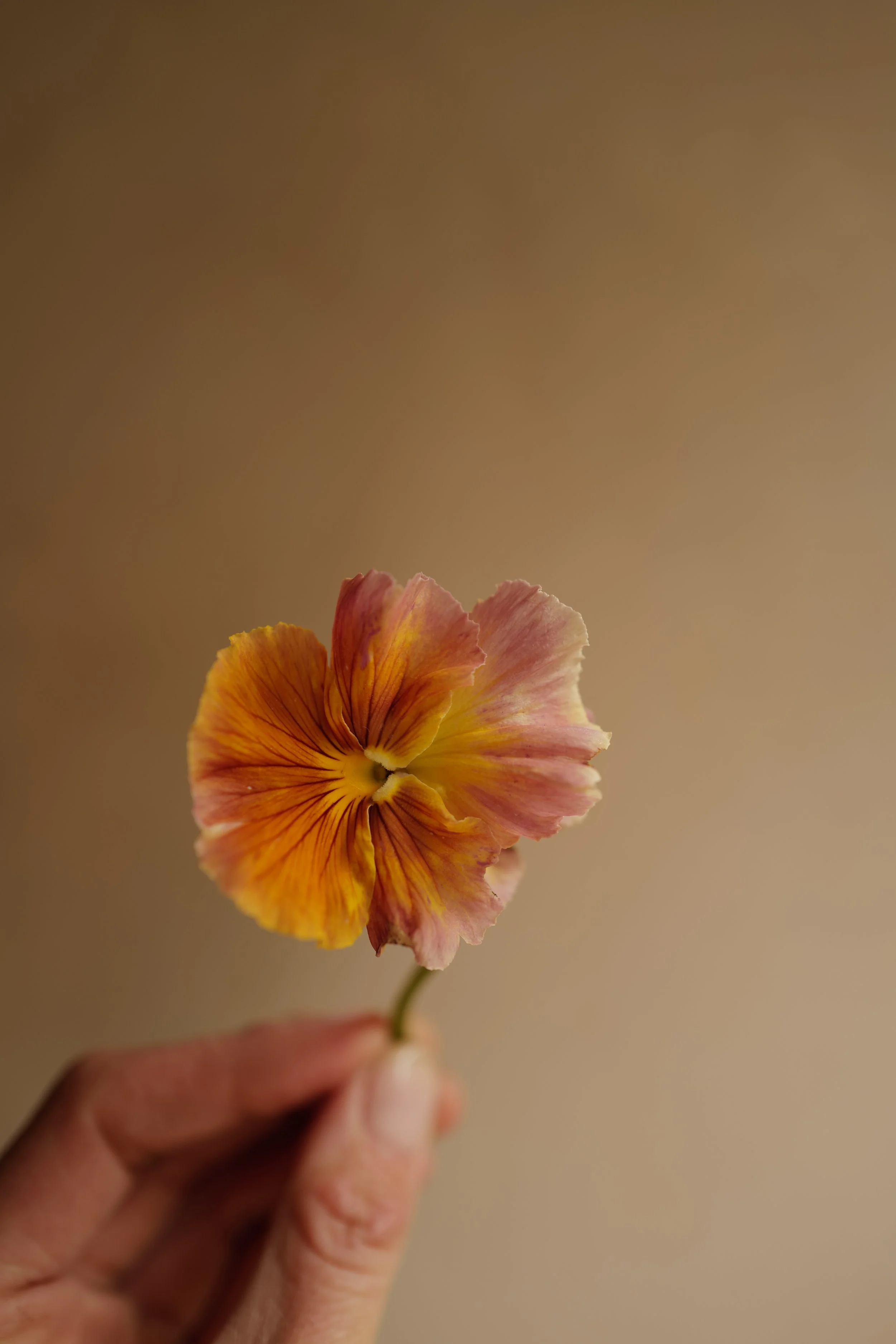 flambe red shades38.JPG