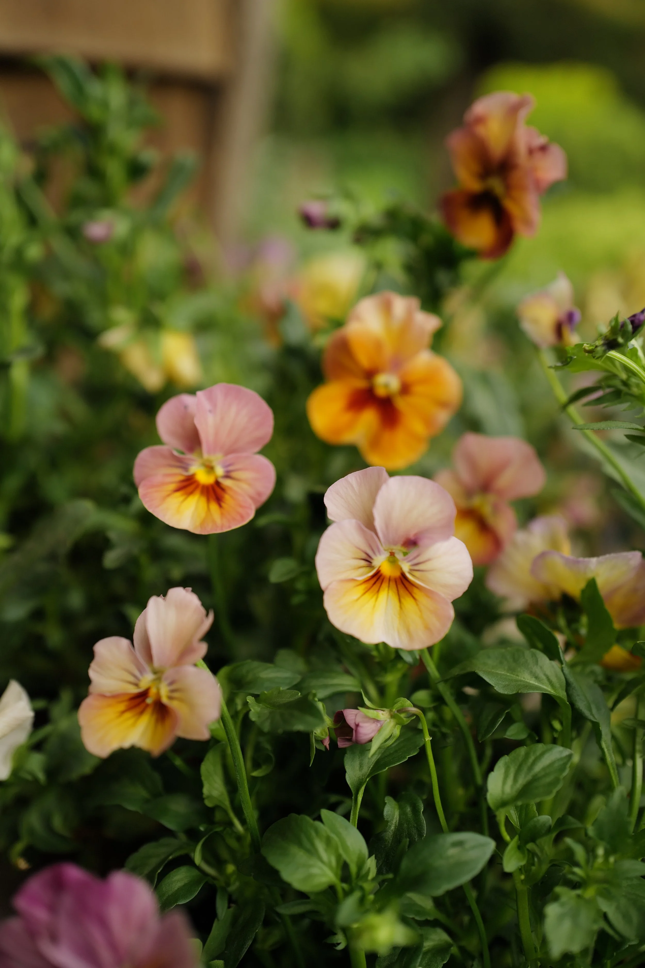 nature antique shades74.JPG