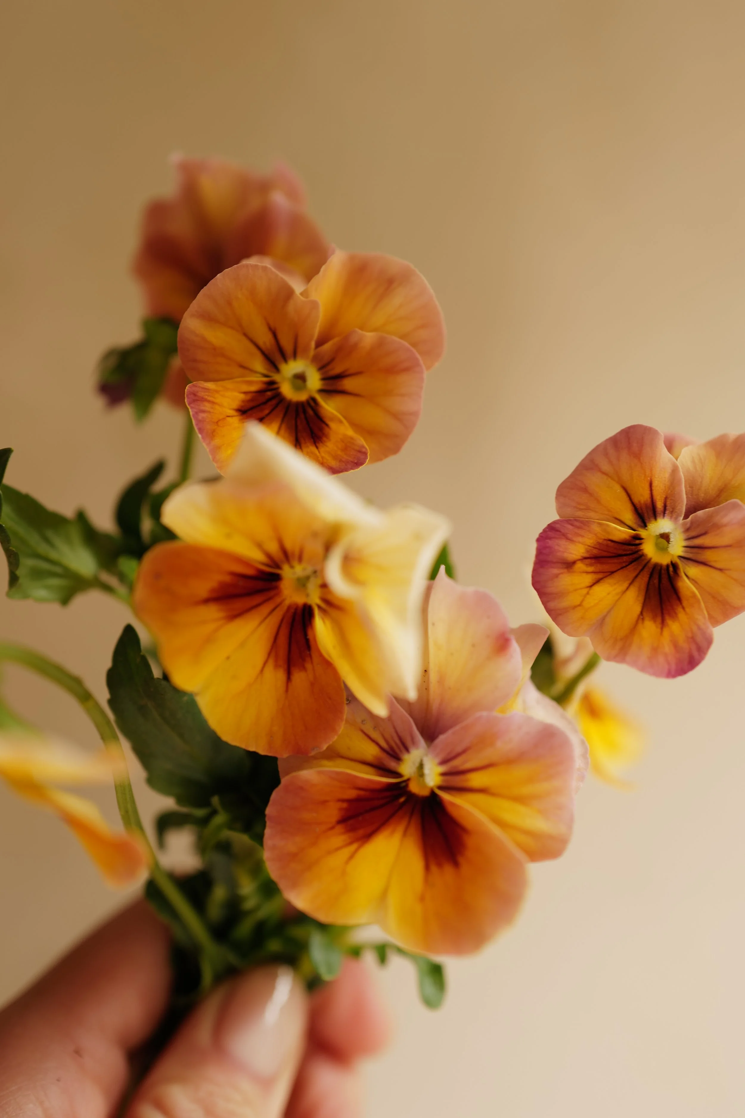 nature antique shades27.JPG