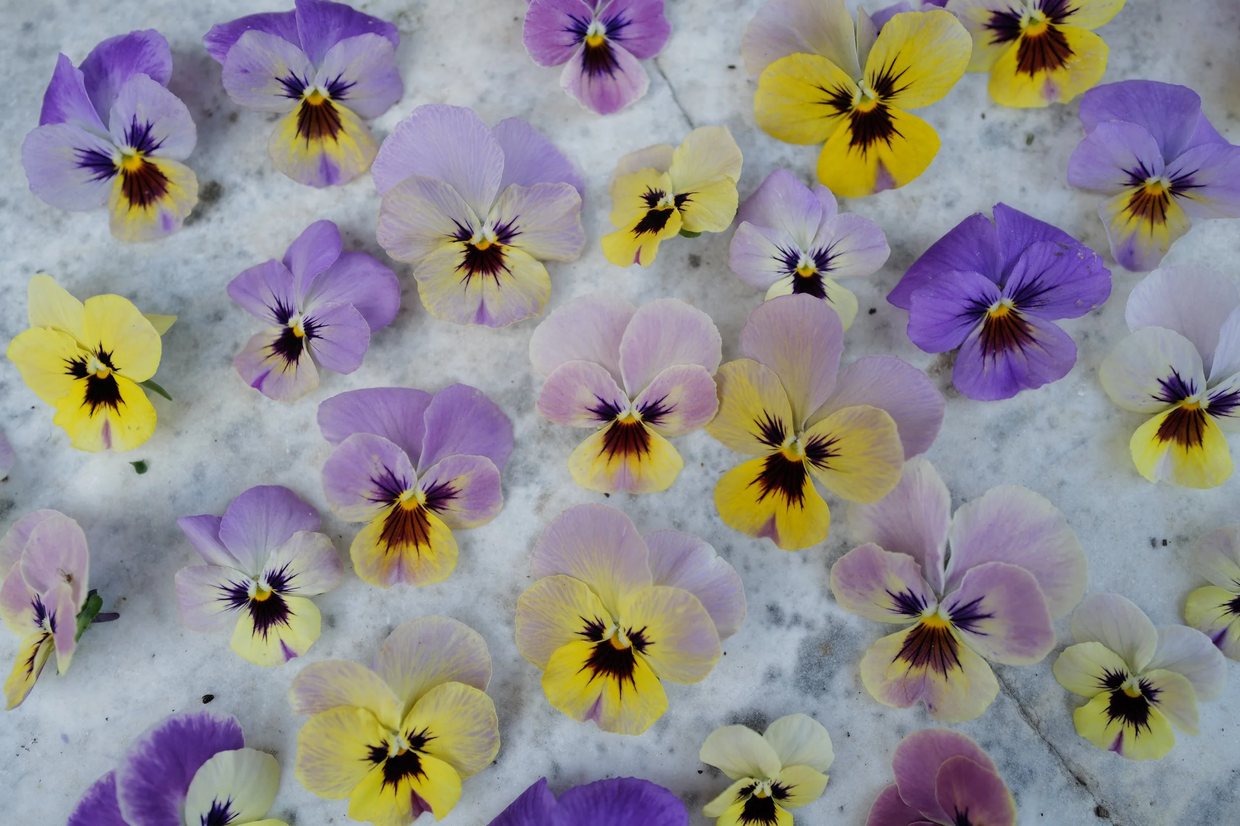 caramel rose shades13.JPG