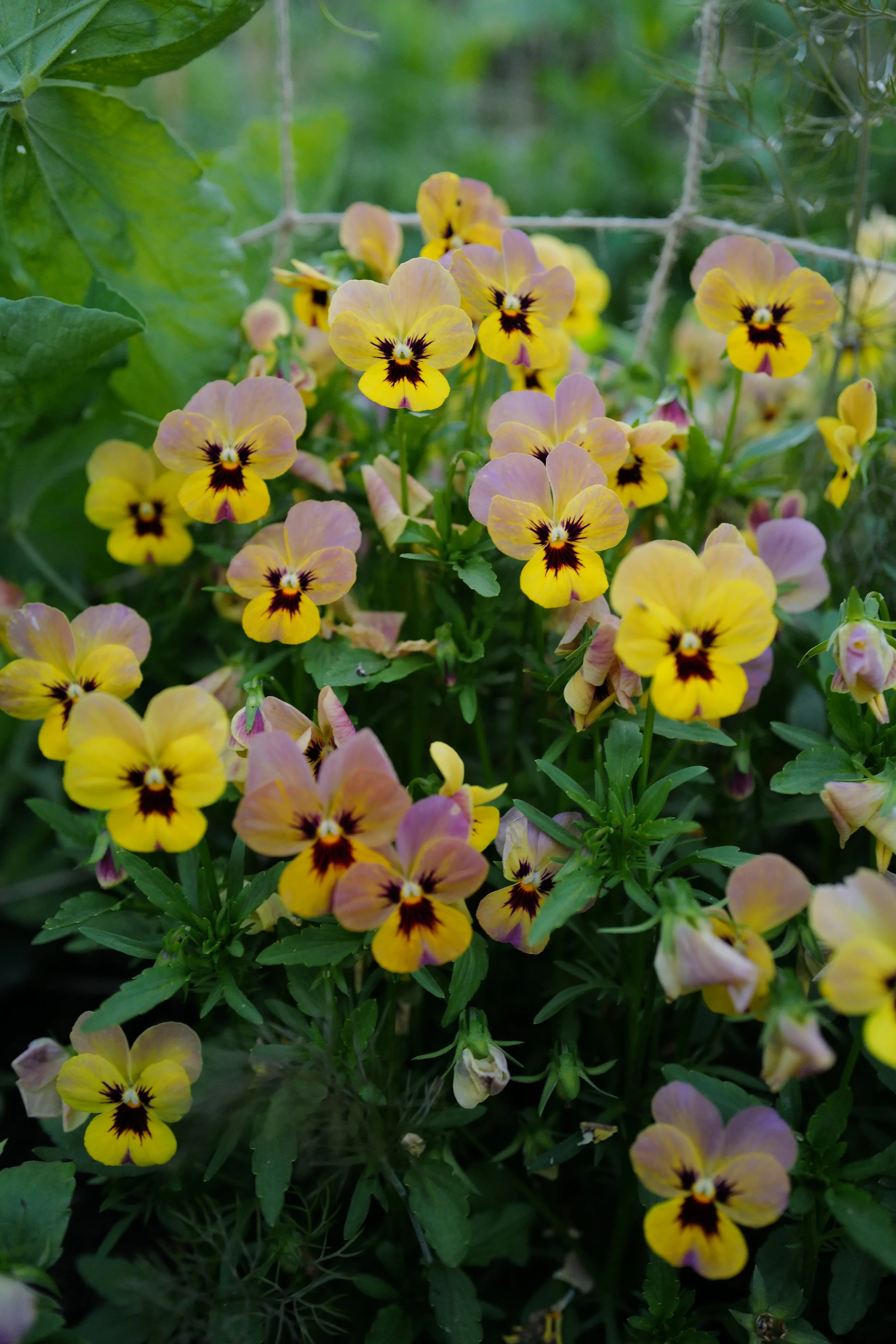 caramel rose shades83.JPG