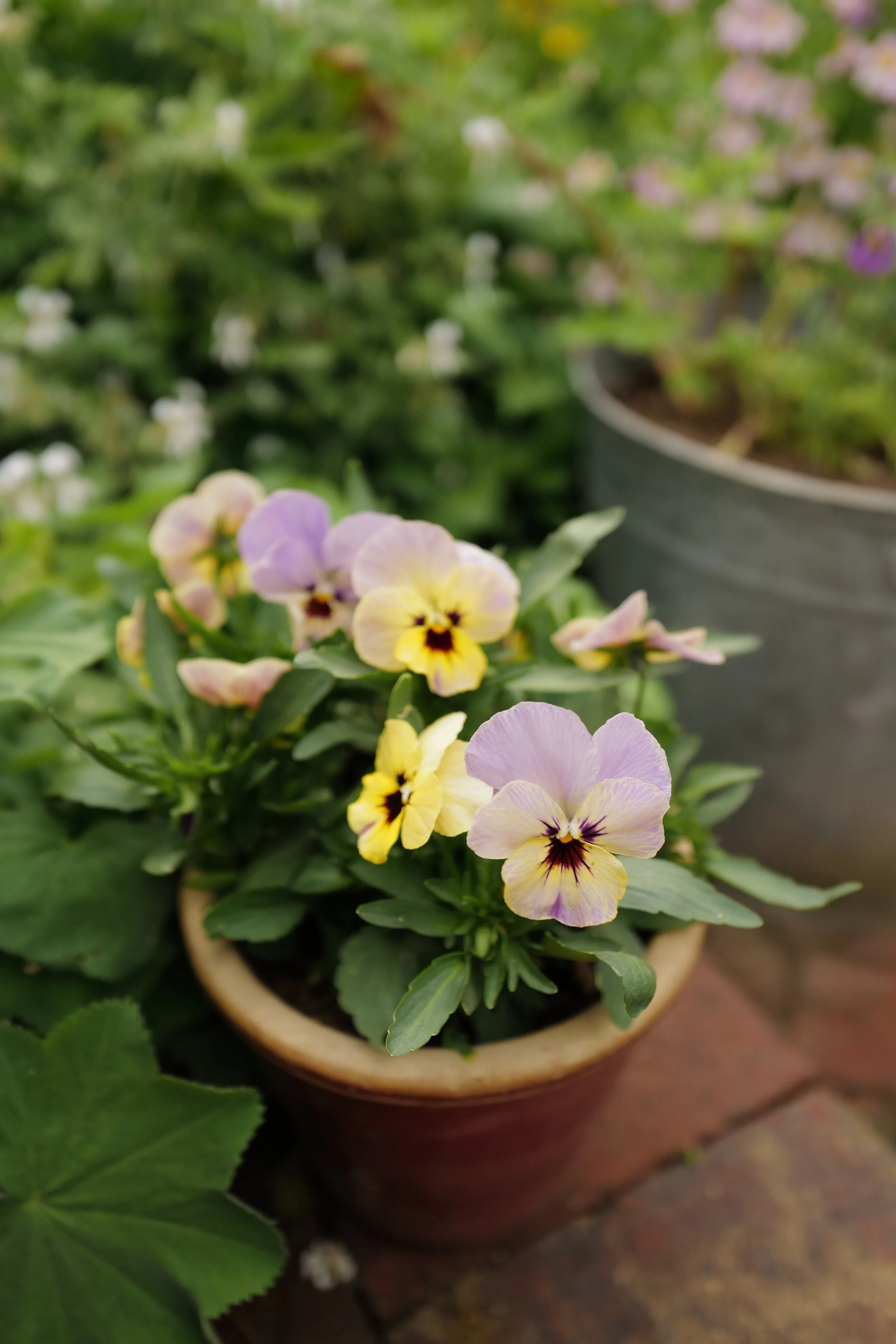 caramel rose shades40.JPG