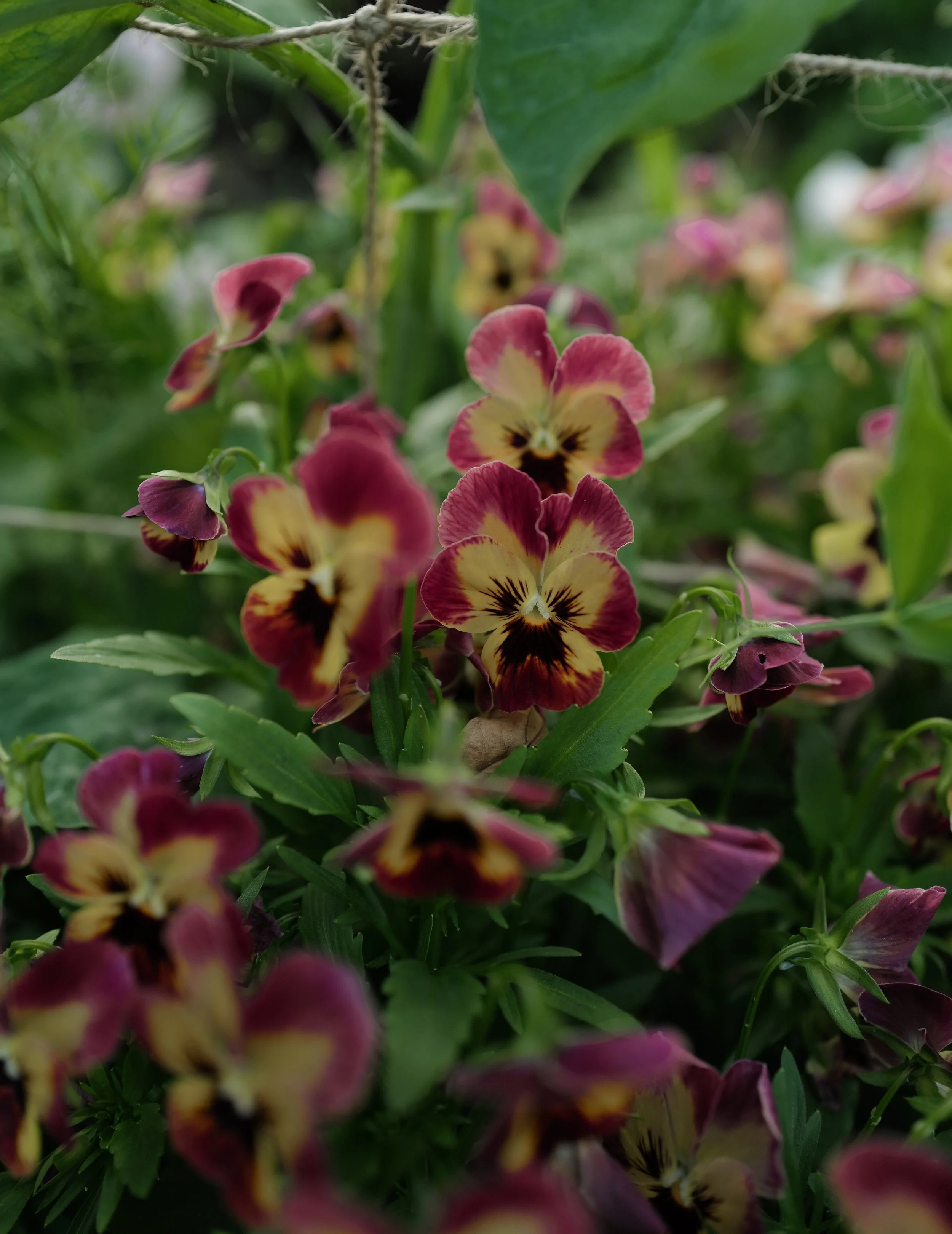 pandora rose box5.jpg