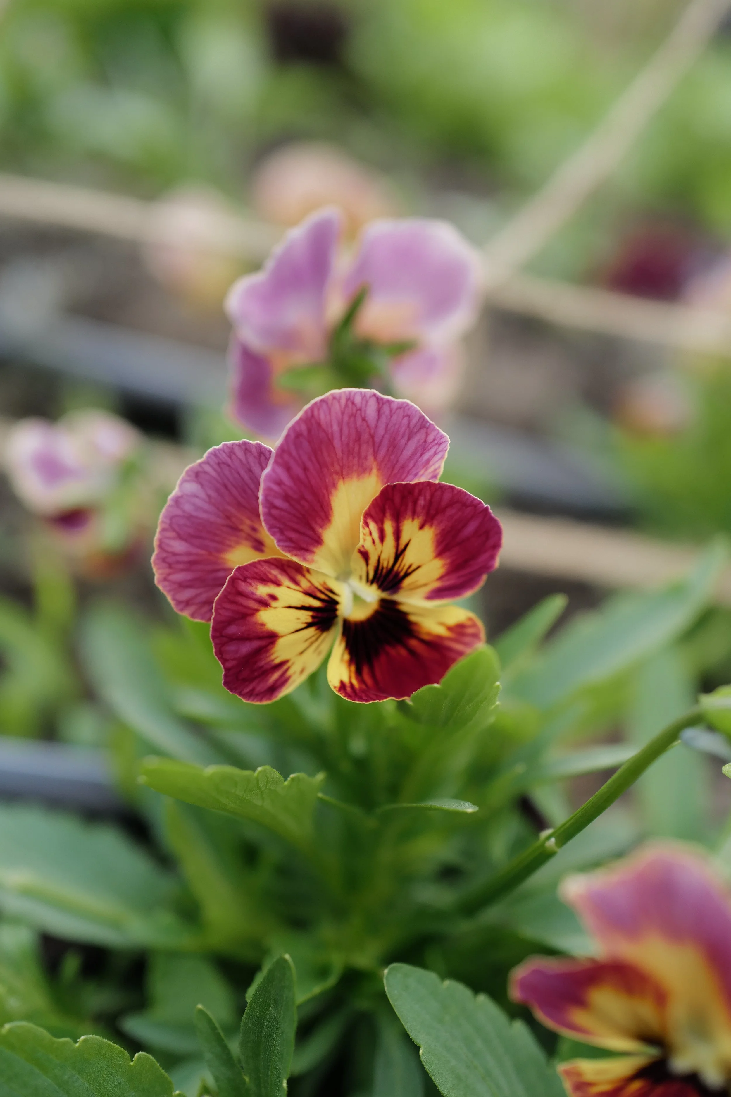 pandora rose box1.jpg