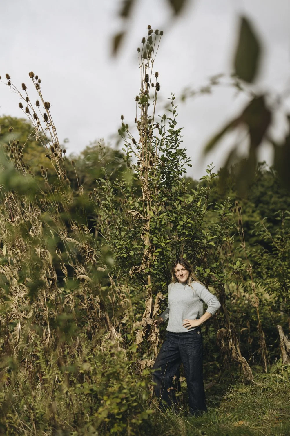 Growing Giant Teasel