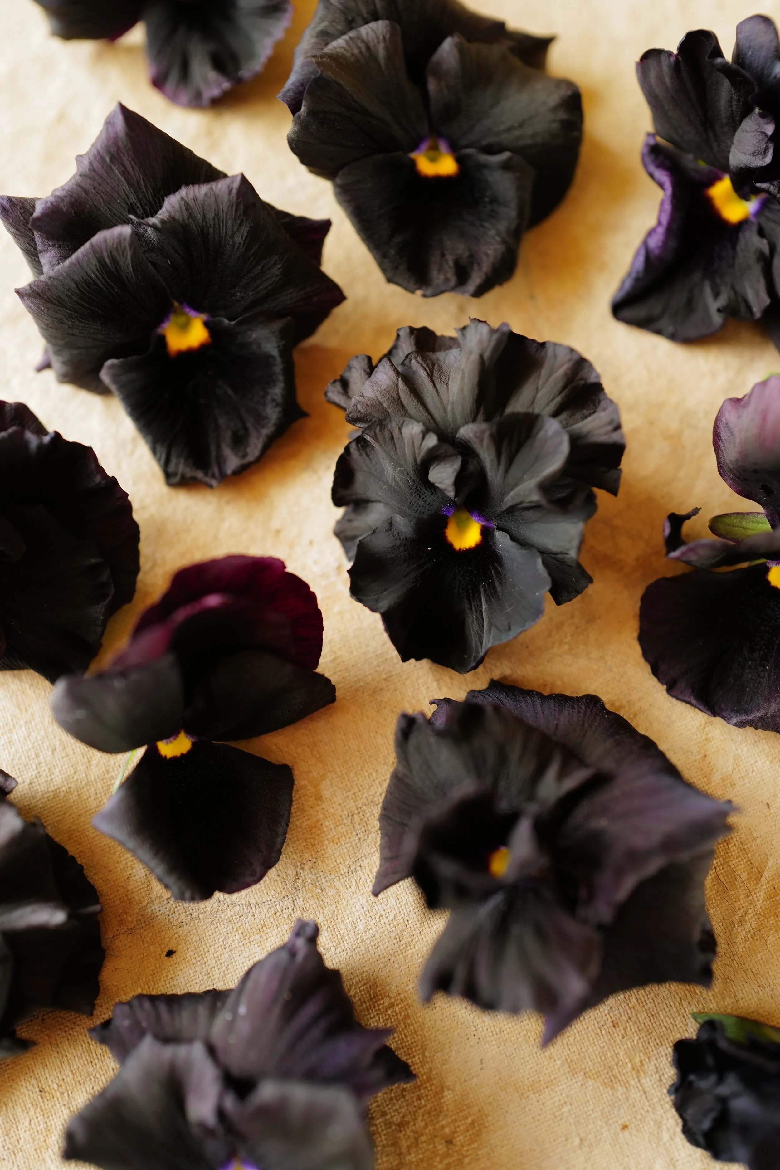 Viola 'Flamenco Black Moon'