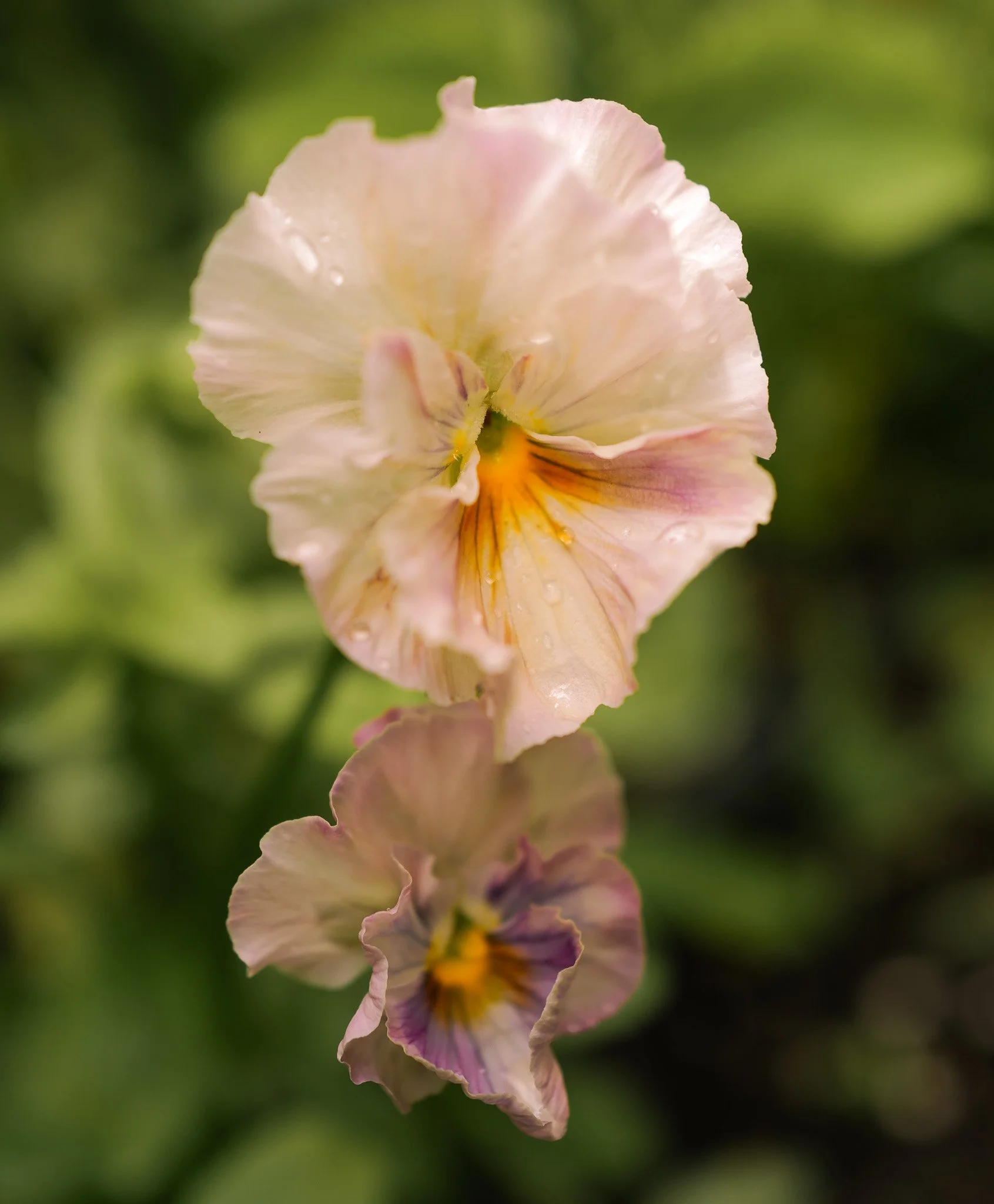 Chianti Viola Pansy18-2.jpg