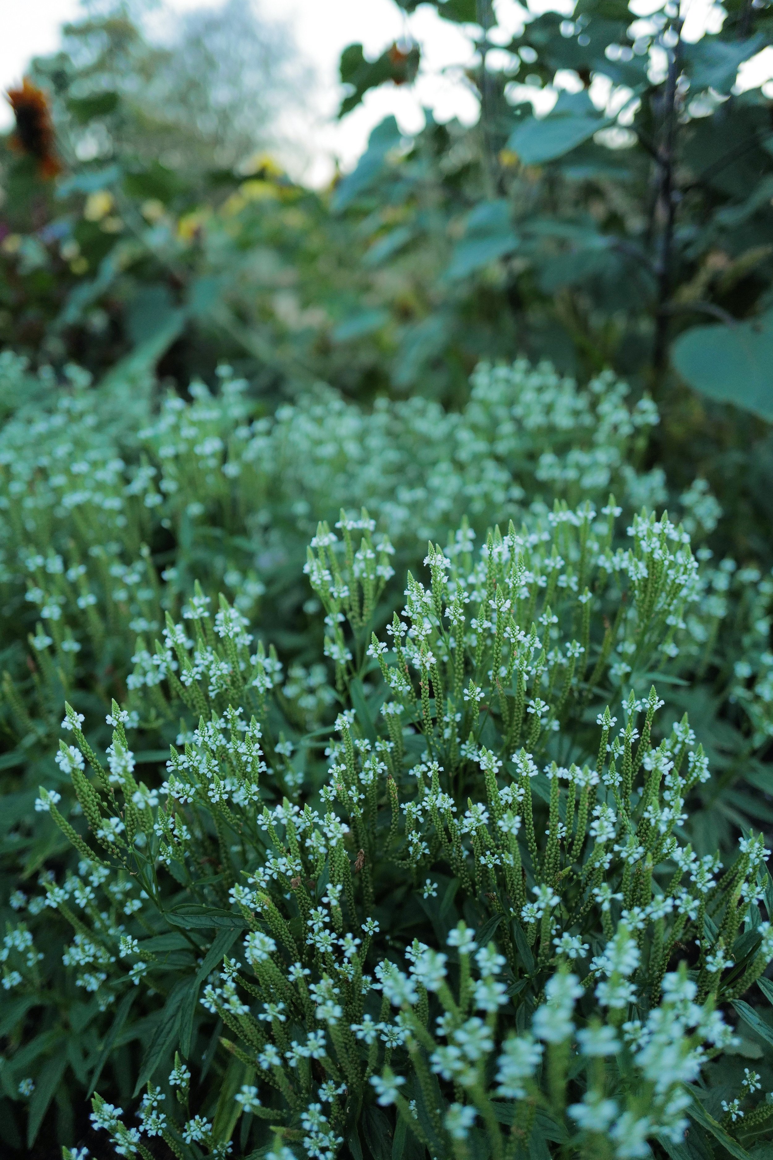 Verbena hastata 'White Spires'