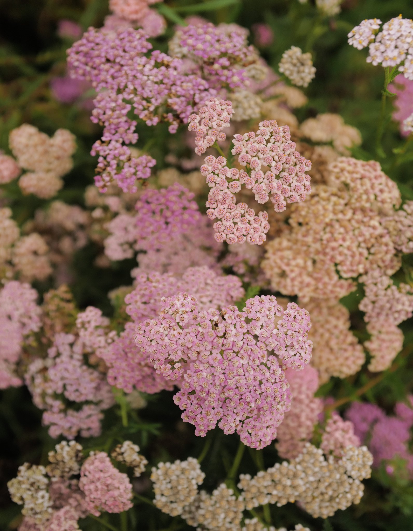 L1300302-2.jpg