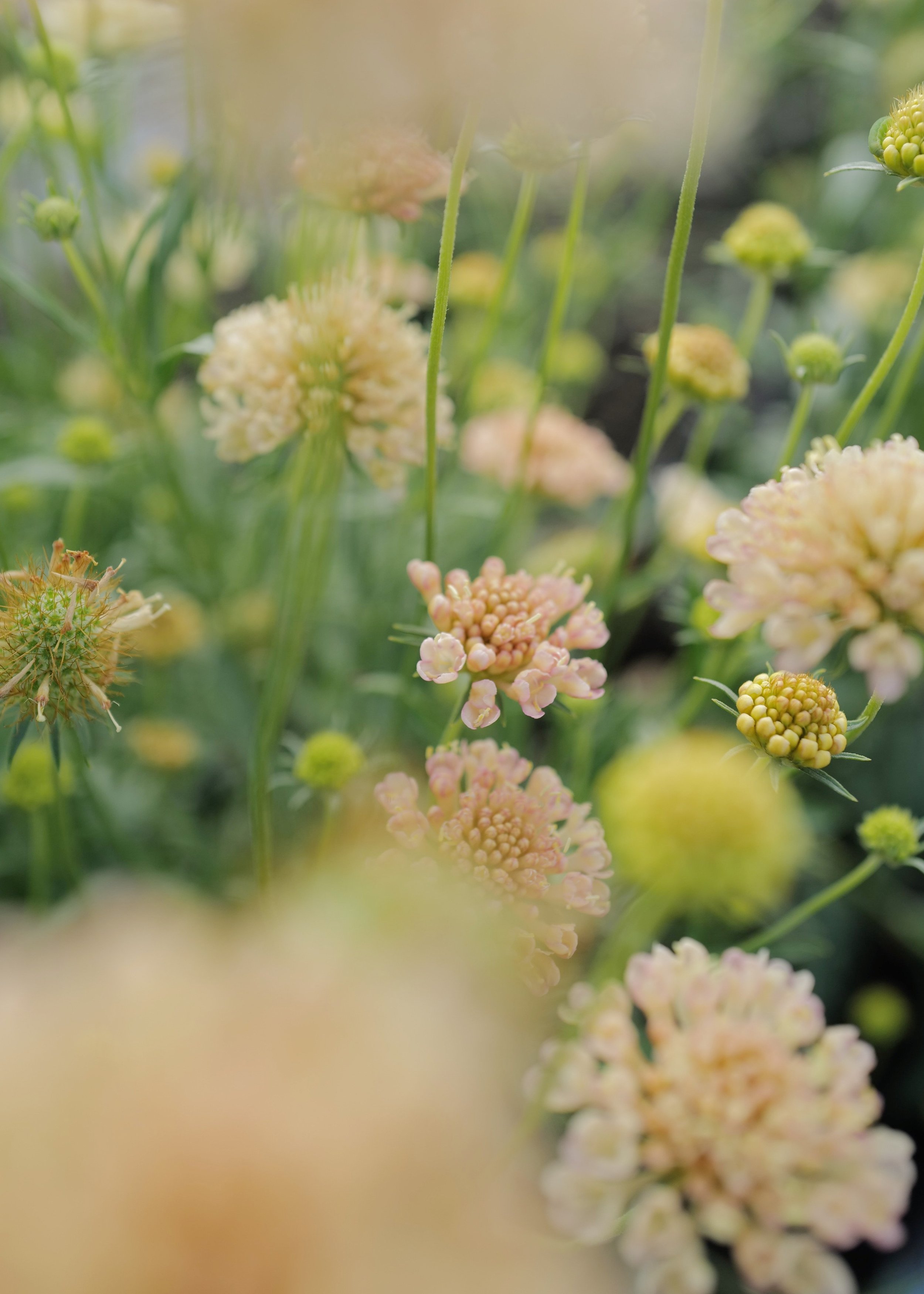 Scabiosa 'Fata Morgana'