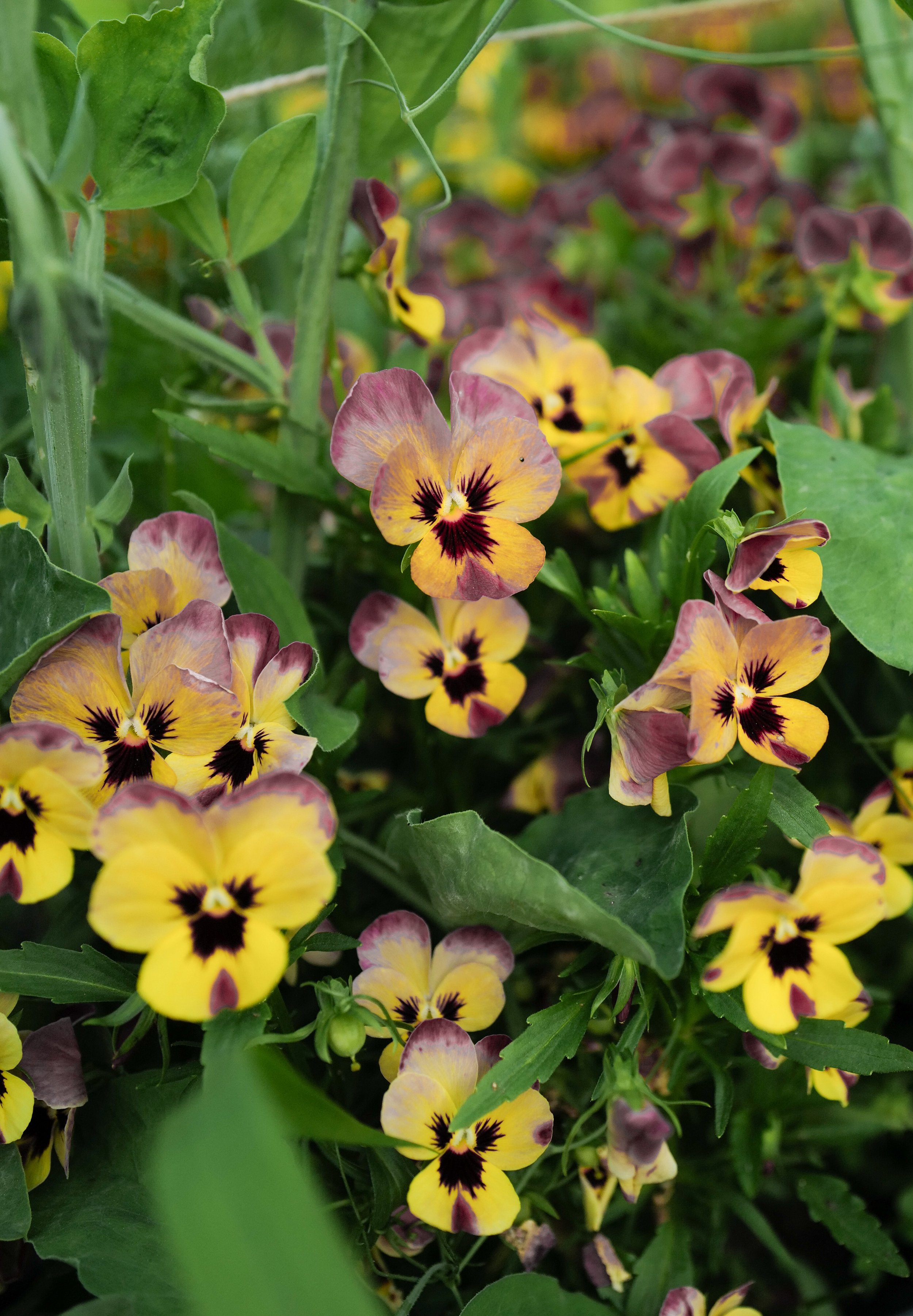 pandora rose2.JP4.jpg