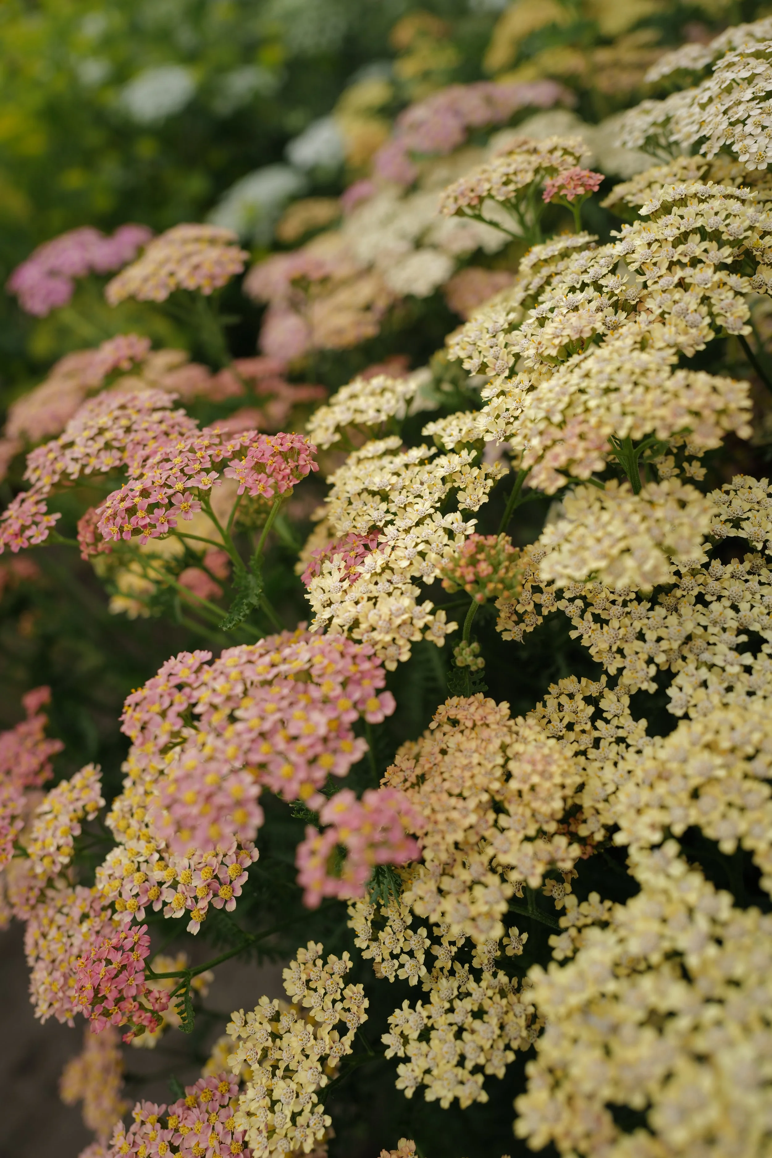 L1570015.JPG