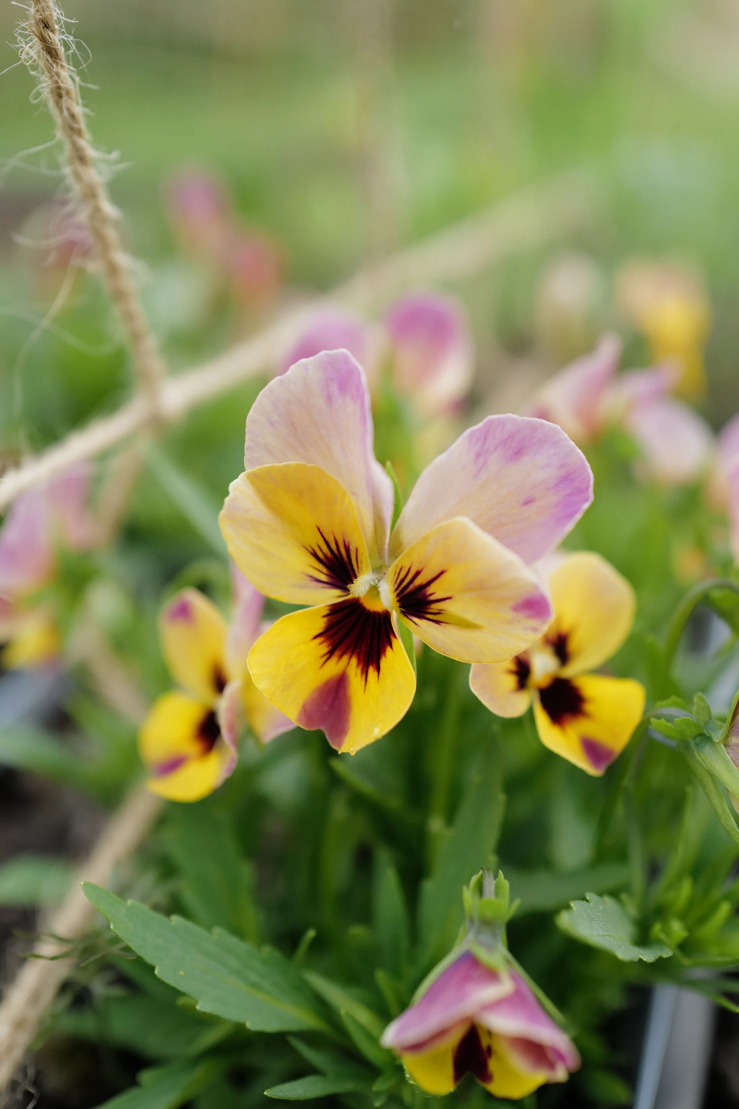Viola 'Pandora Rose Box'