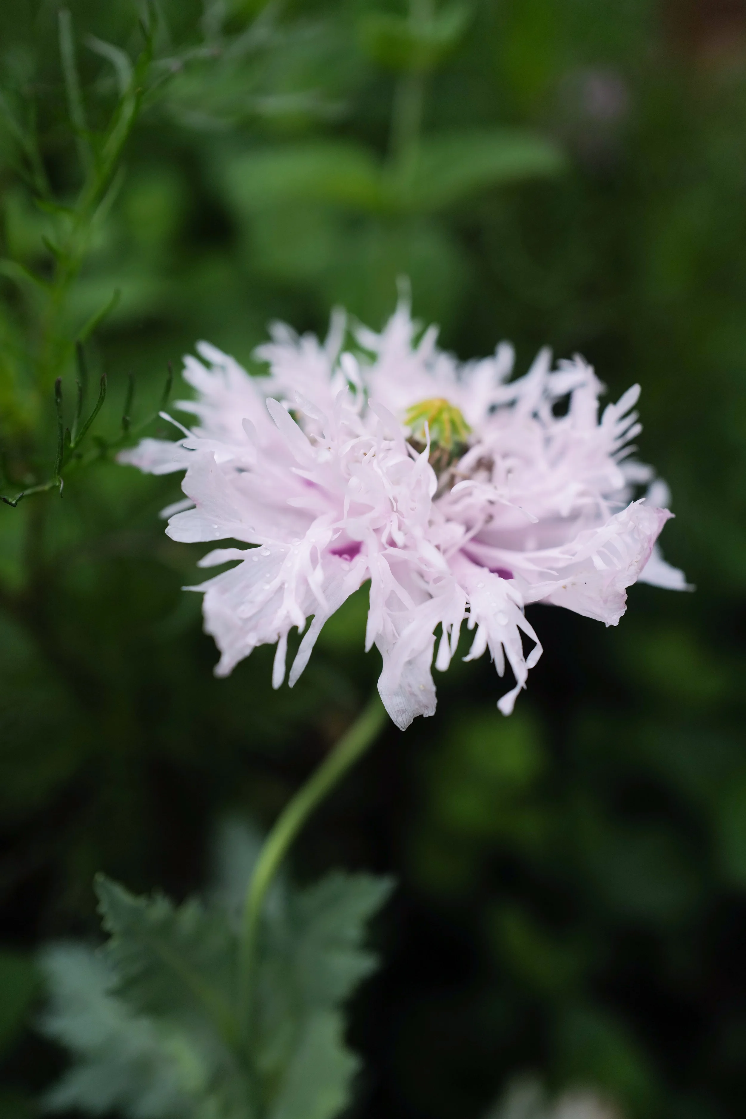 Poppy ‘Lilac Pom Pom'