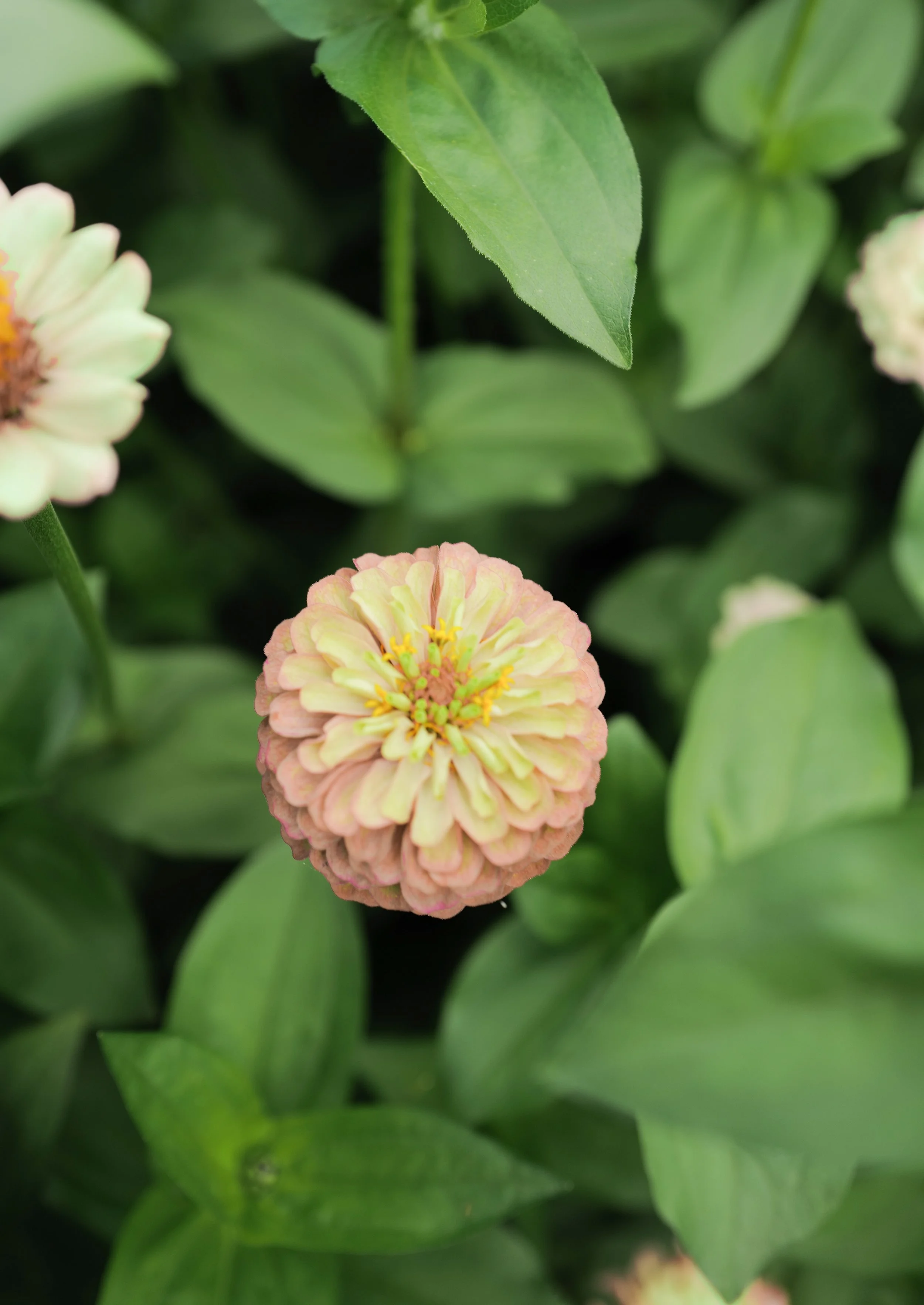 zinnia queeny lime blush9.jpg