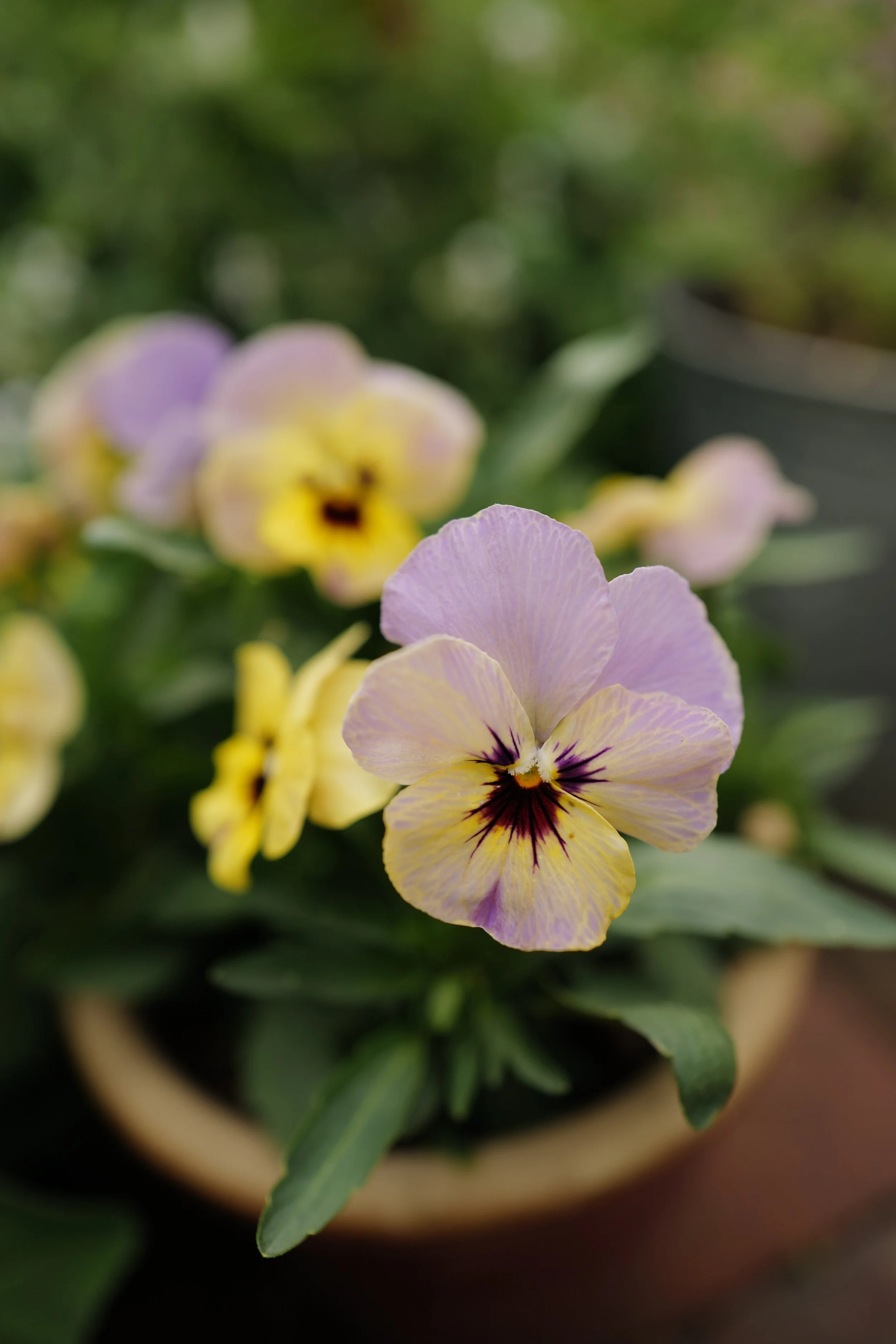 caramel rose shades57.JPG