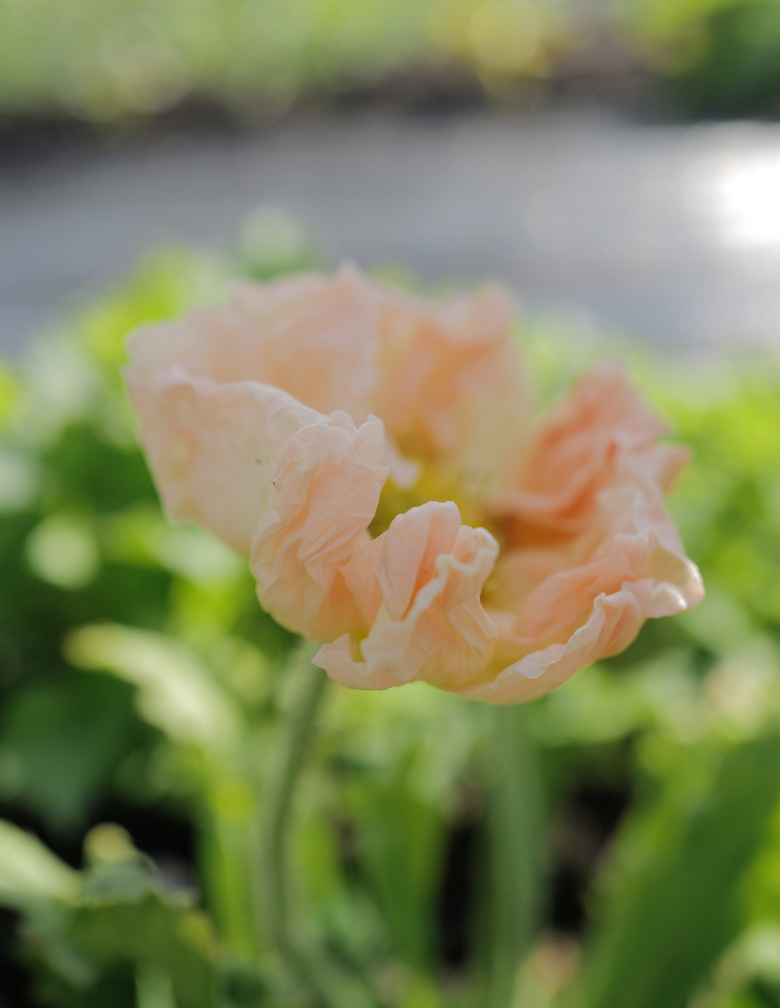Poppy 'Colibri Dolce Vita Mix'