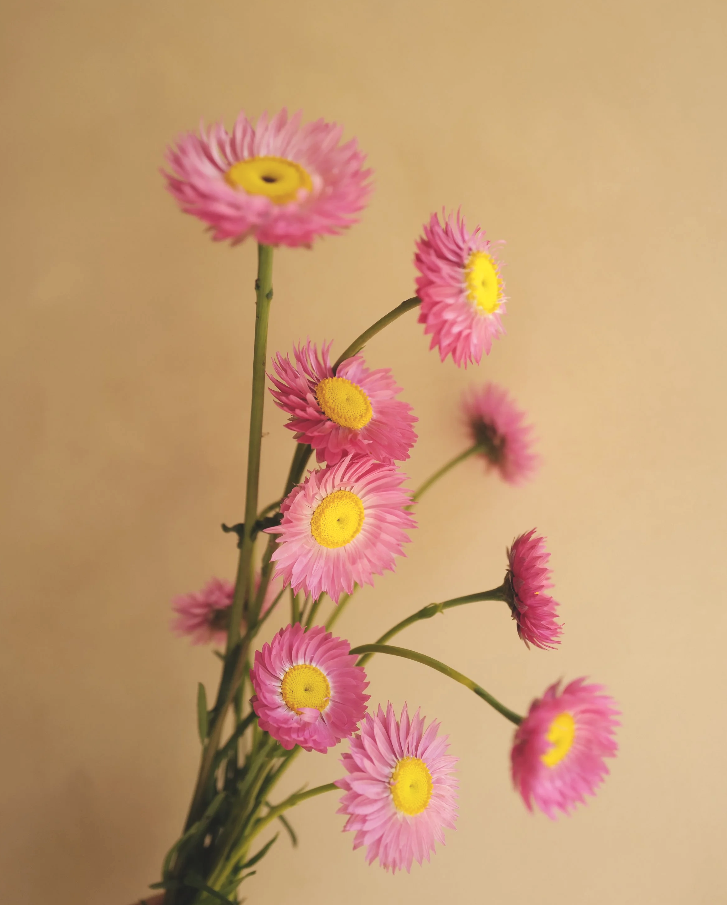 Rhodanthe 'Everlasting Rose'