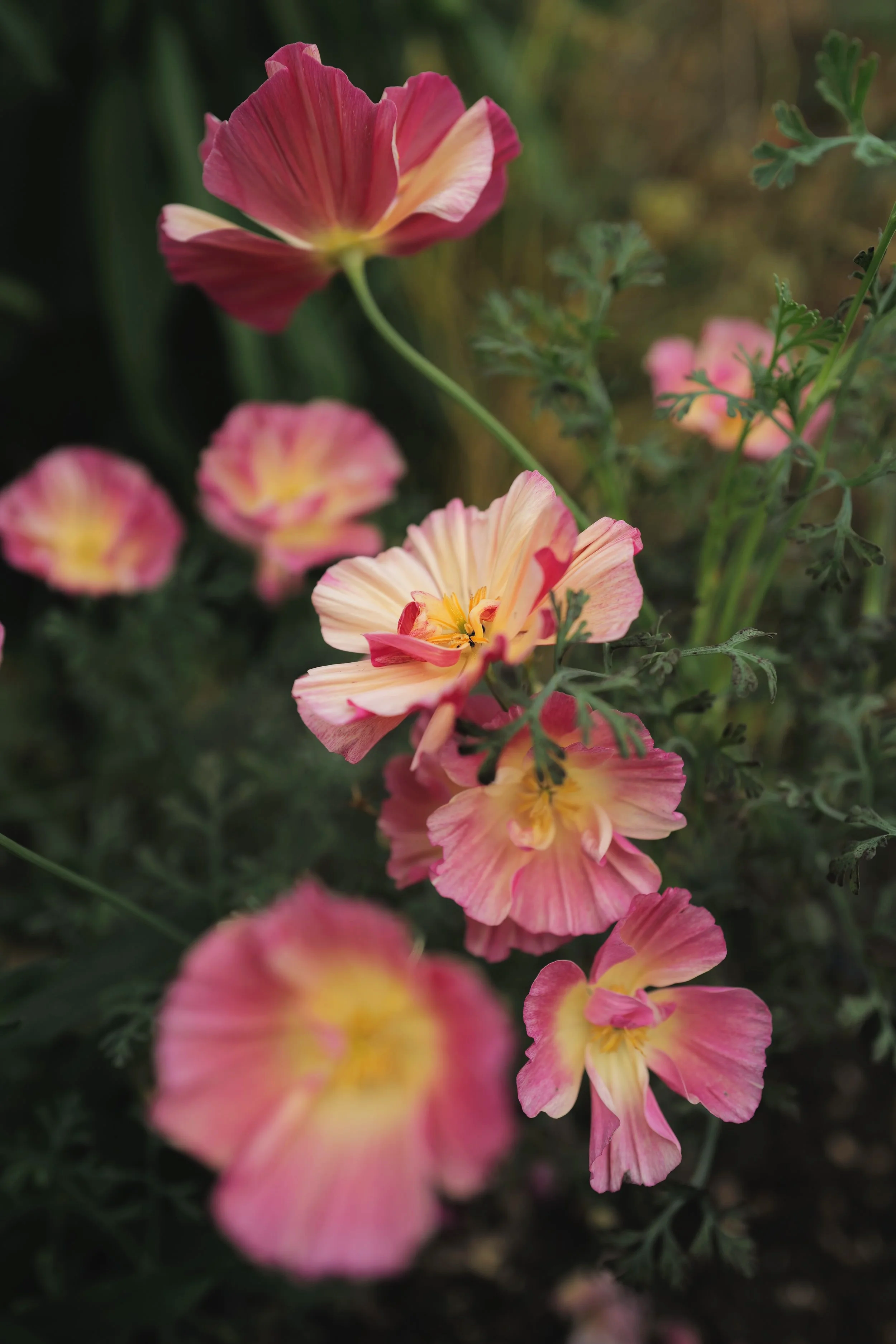Poppy California ‘Raspberry Fool’