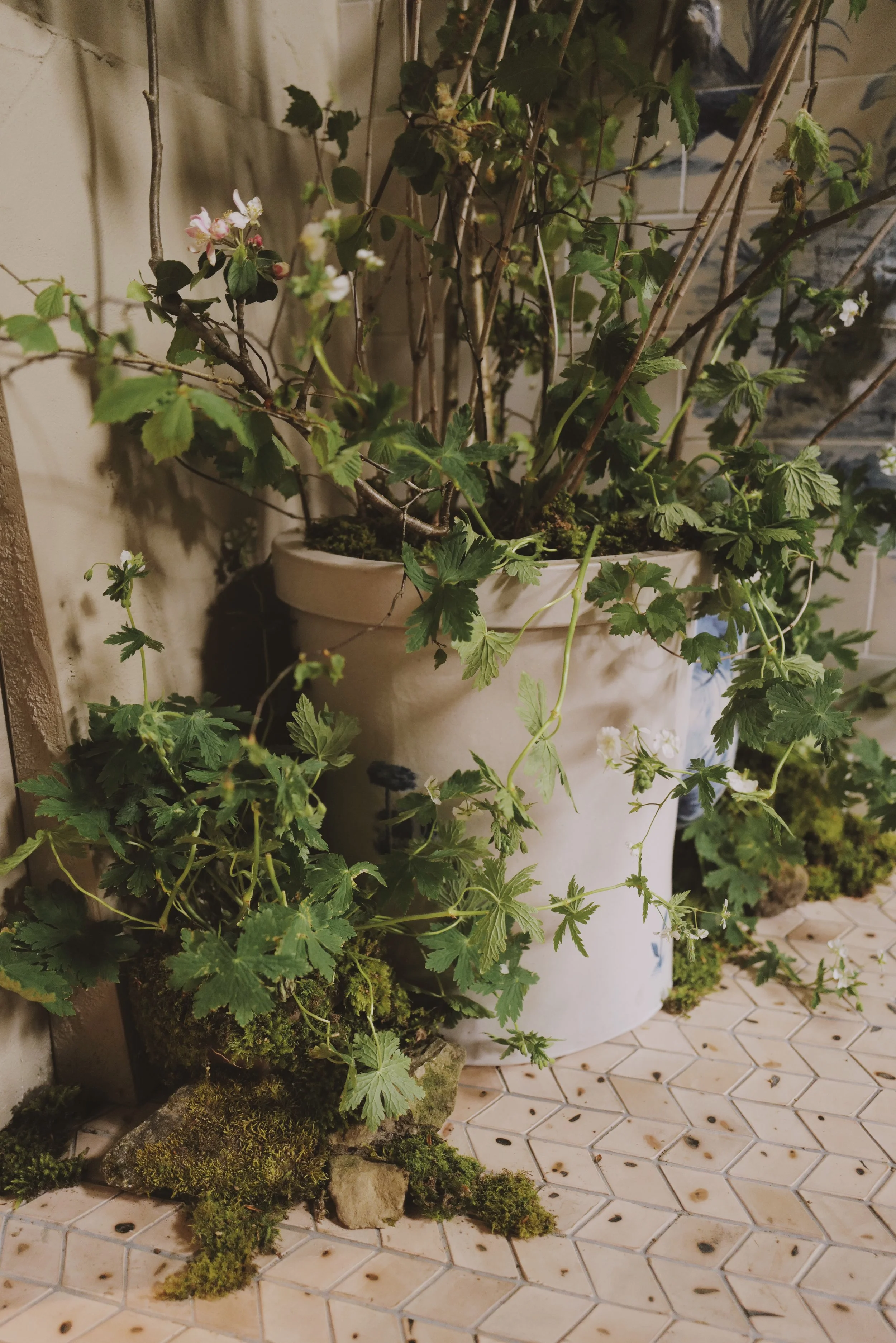 Potted green plant with small white flowers in a ceramic container on a tiled floor.