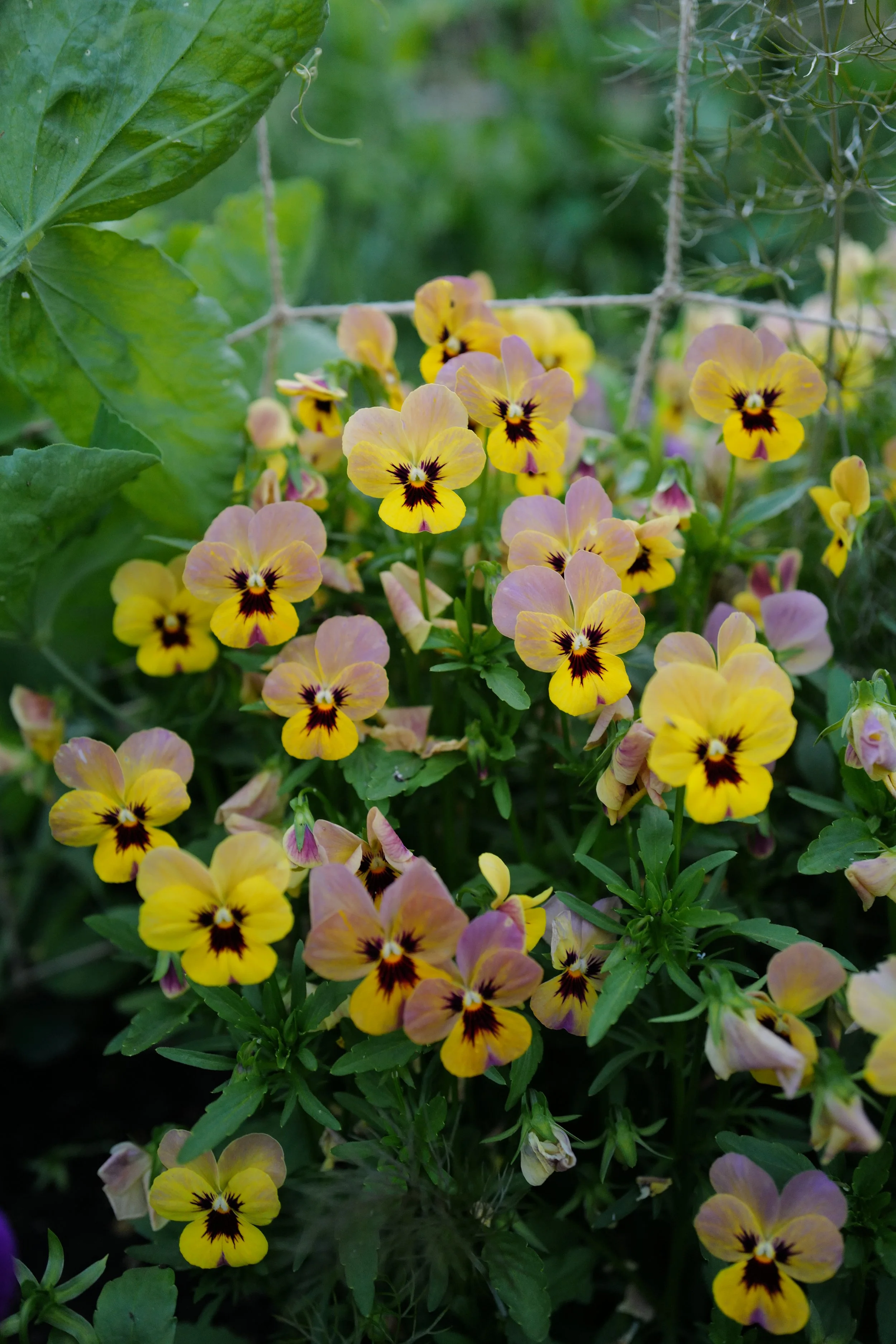 caramel rose shades82.JPG