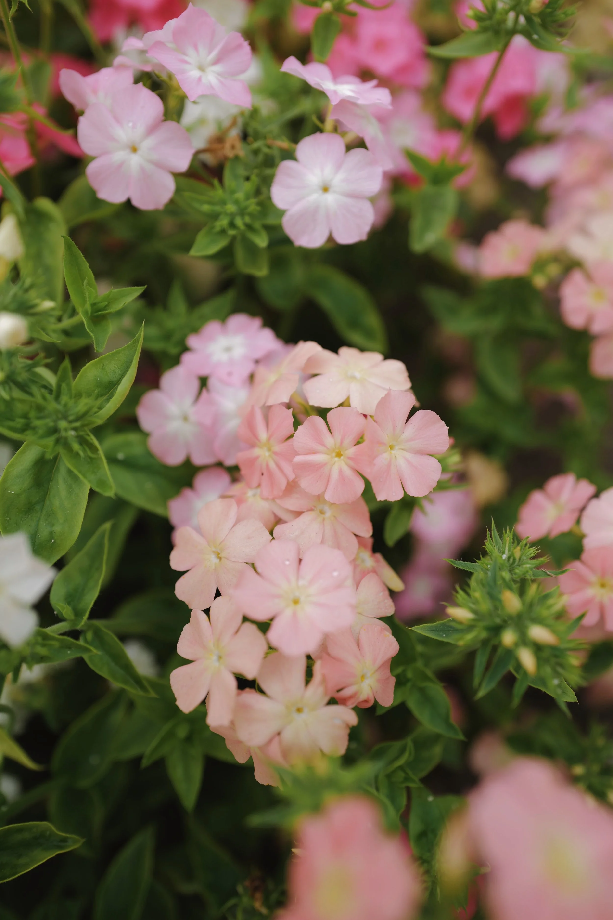 phlox coral reef10.jpeg