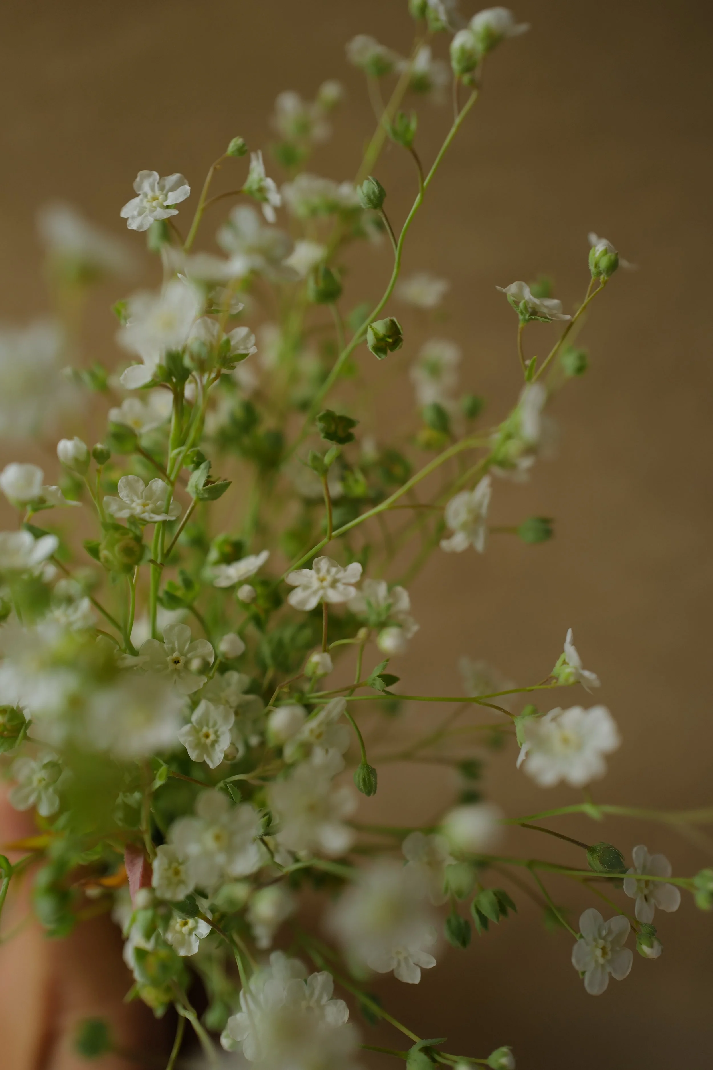 omphalodes7.JPG