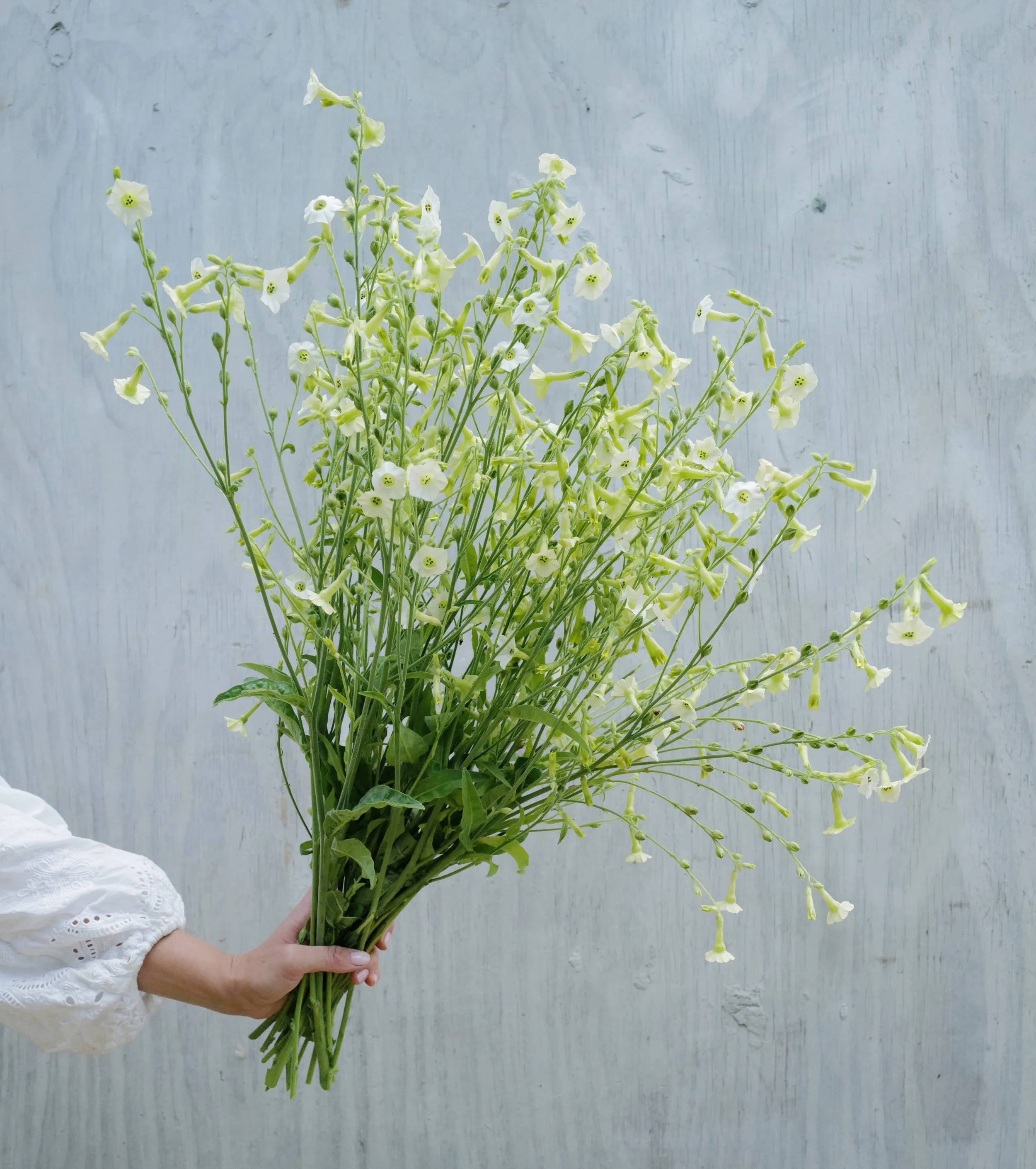 Nicotiana 'Starlight Dancer'