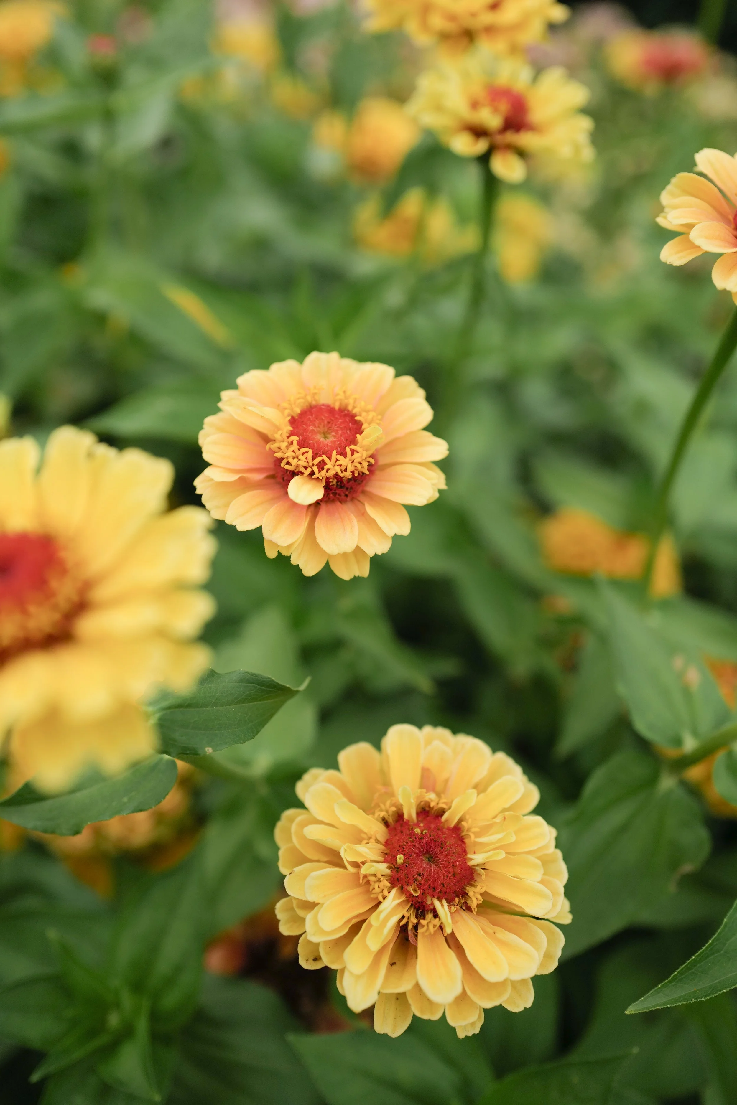 Zinnia ‘Queeny Lemon Peach’